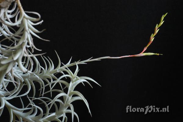 Tillandsia albida