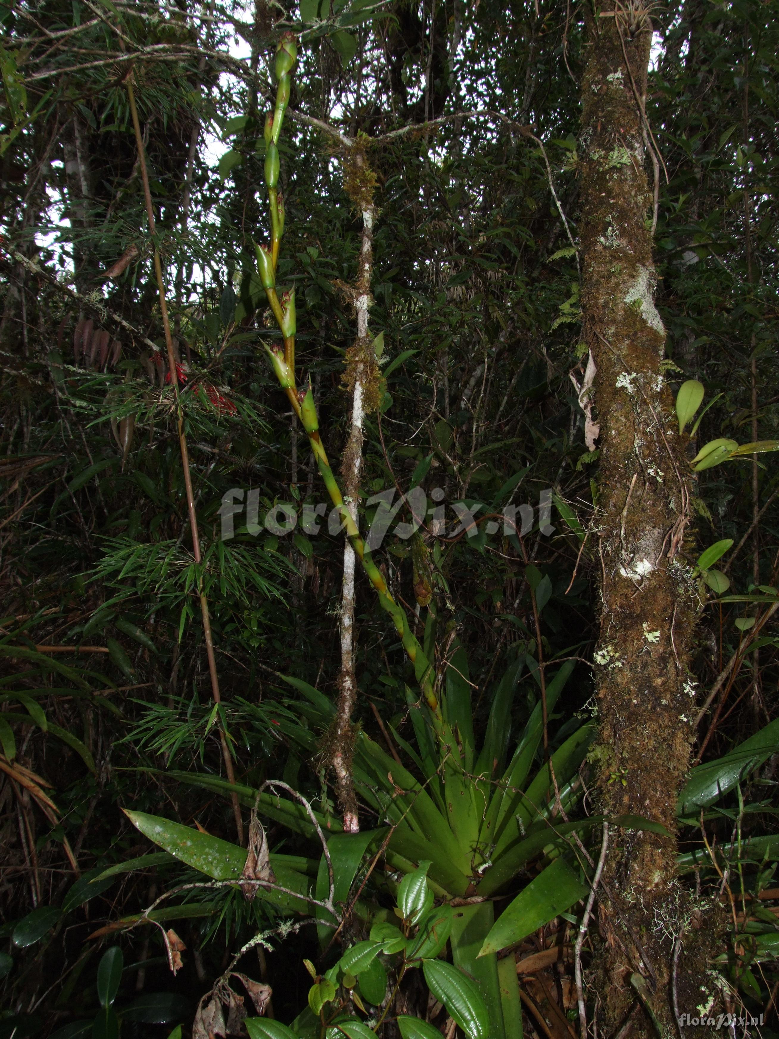 Guzmania atrocastanea H. Luther