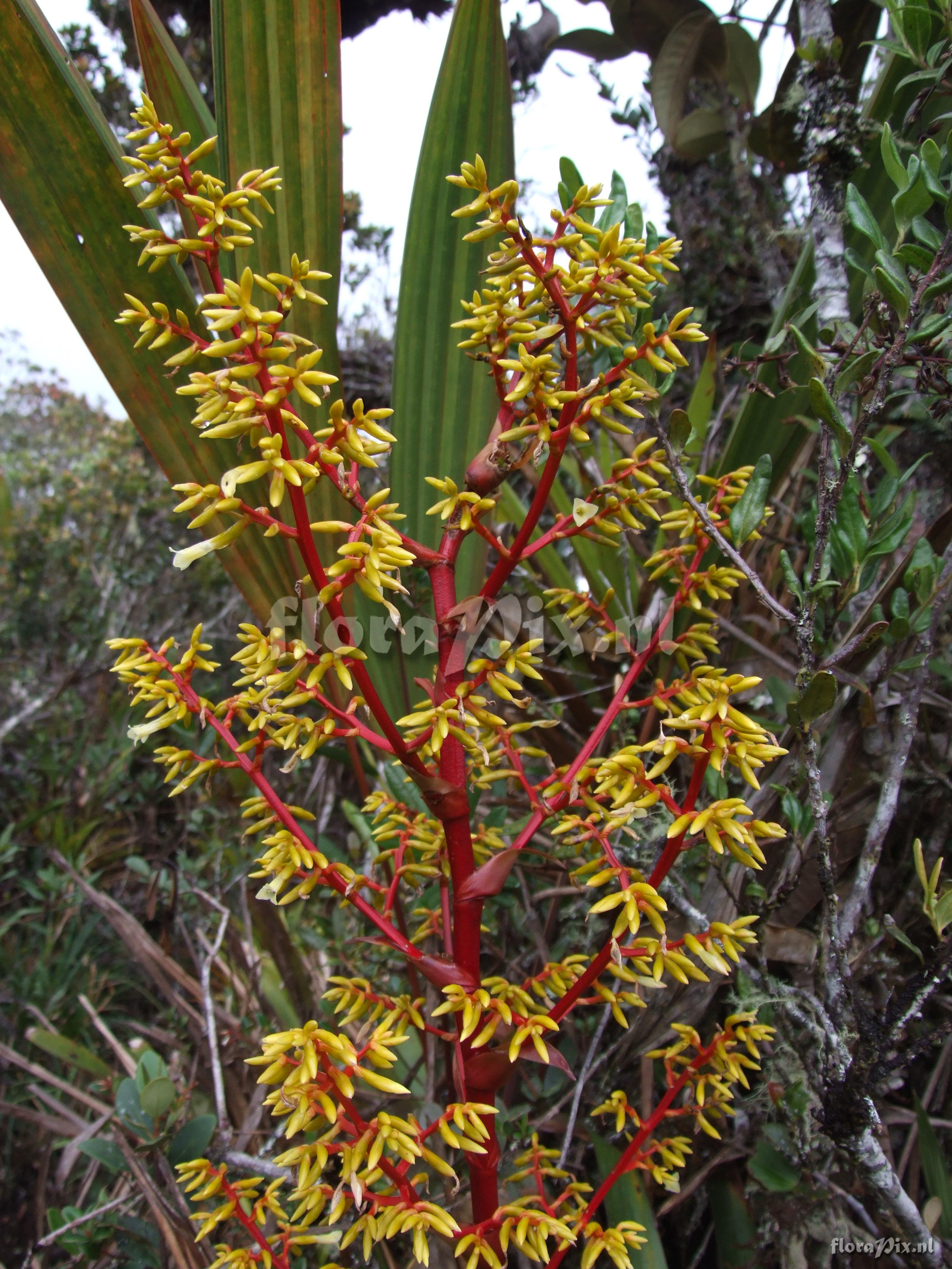 Guzmania cf. diffusa L.B. Sm.