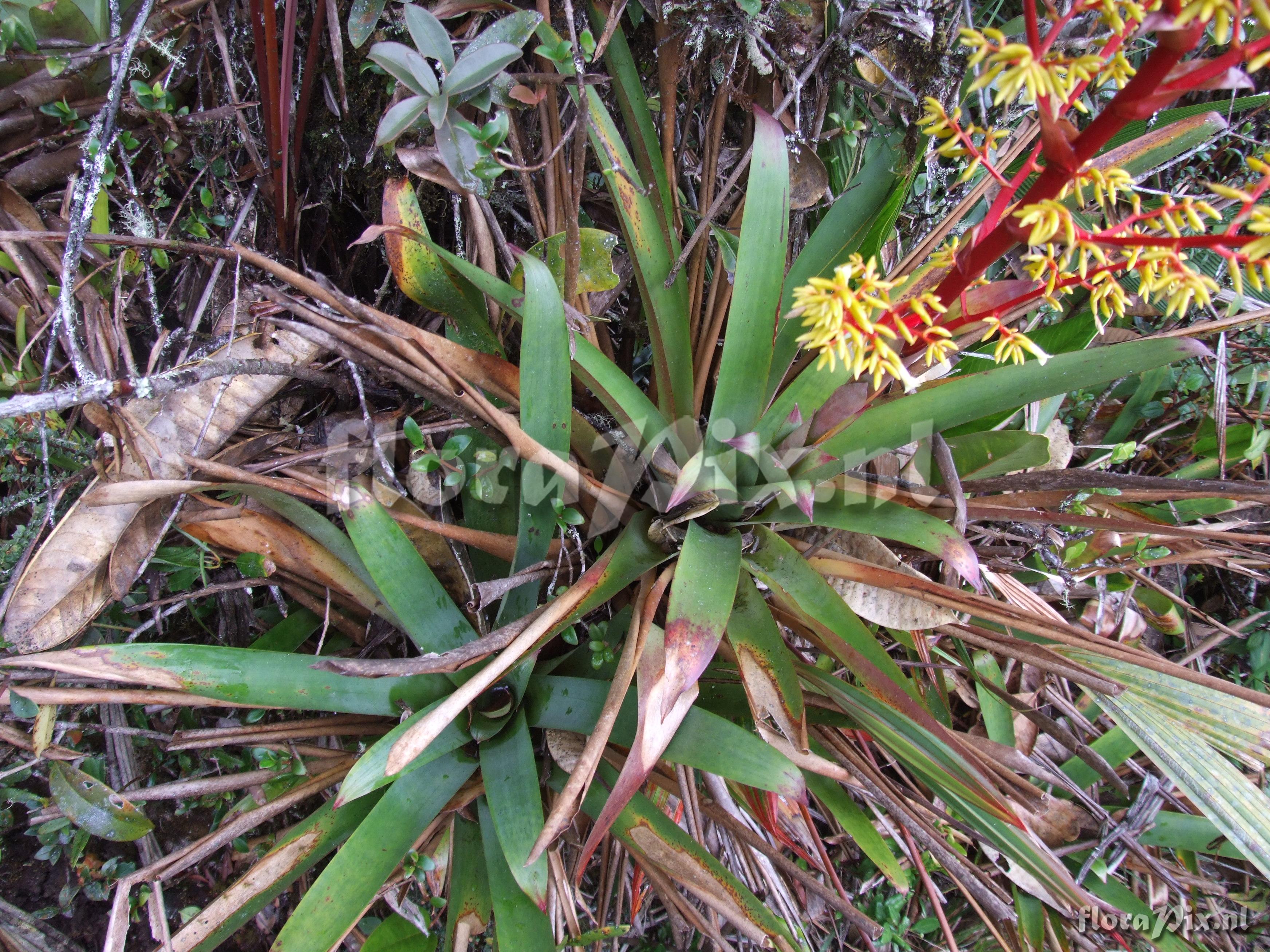 Guzmania cf. diffusa L.B. Sm.