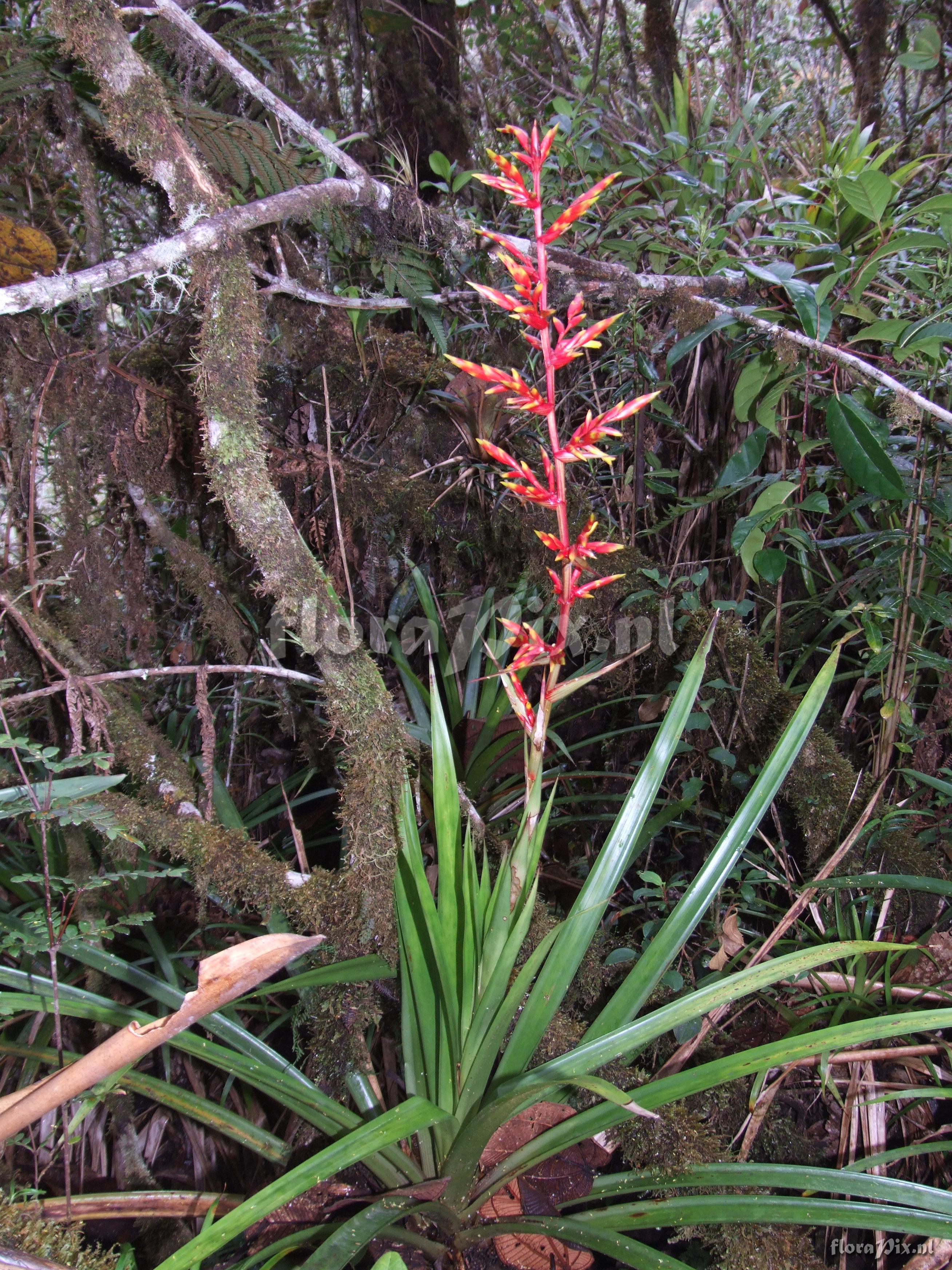 Guzmania spec.