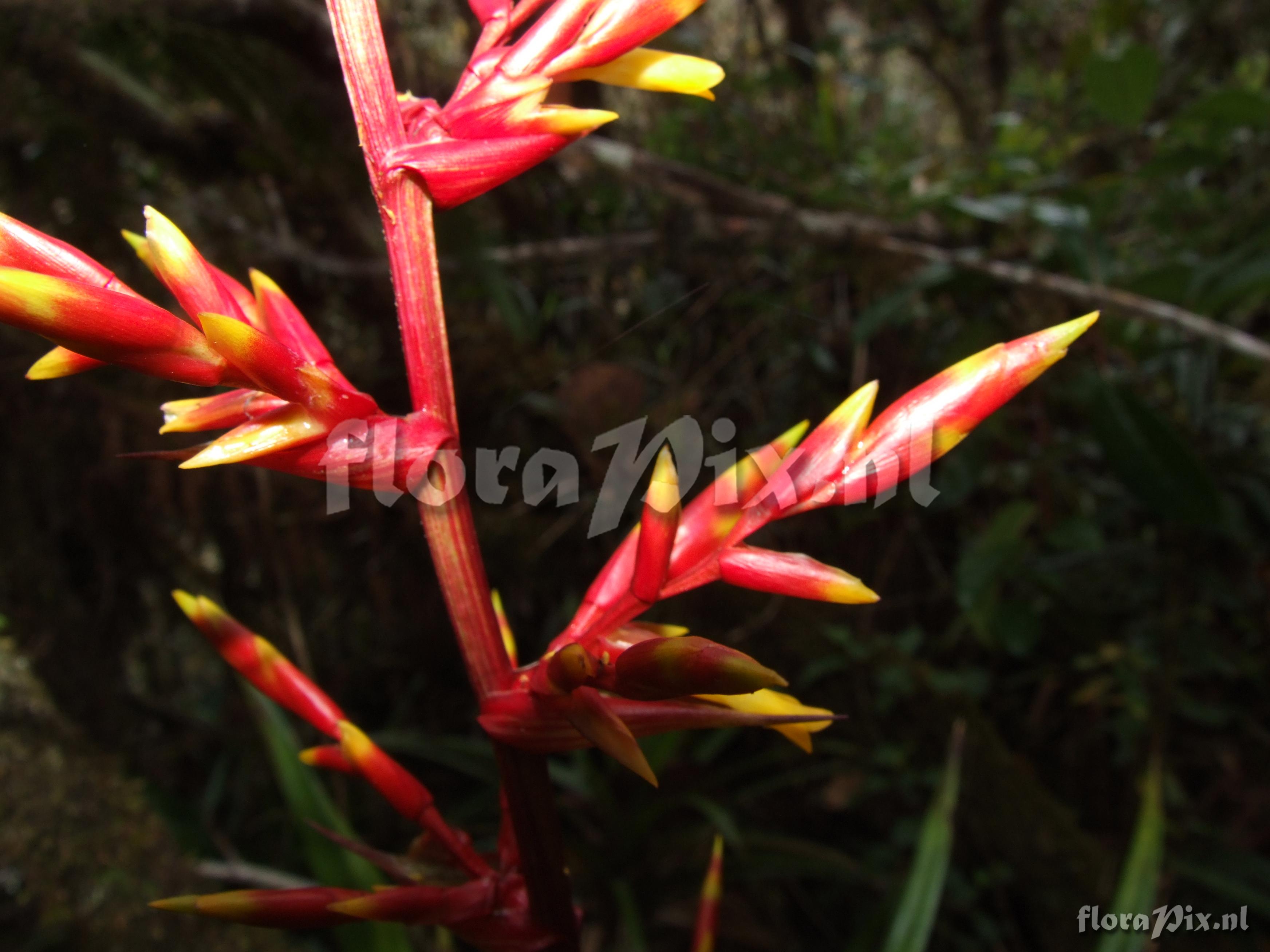 Guzmania spec.