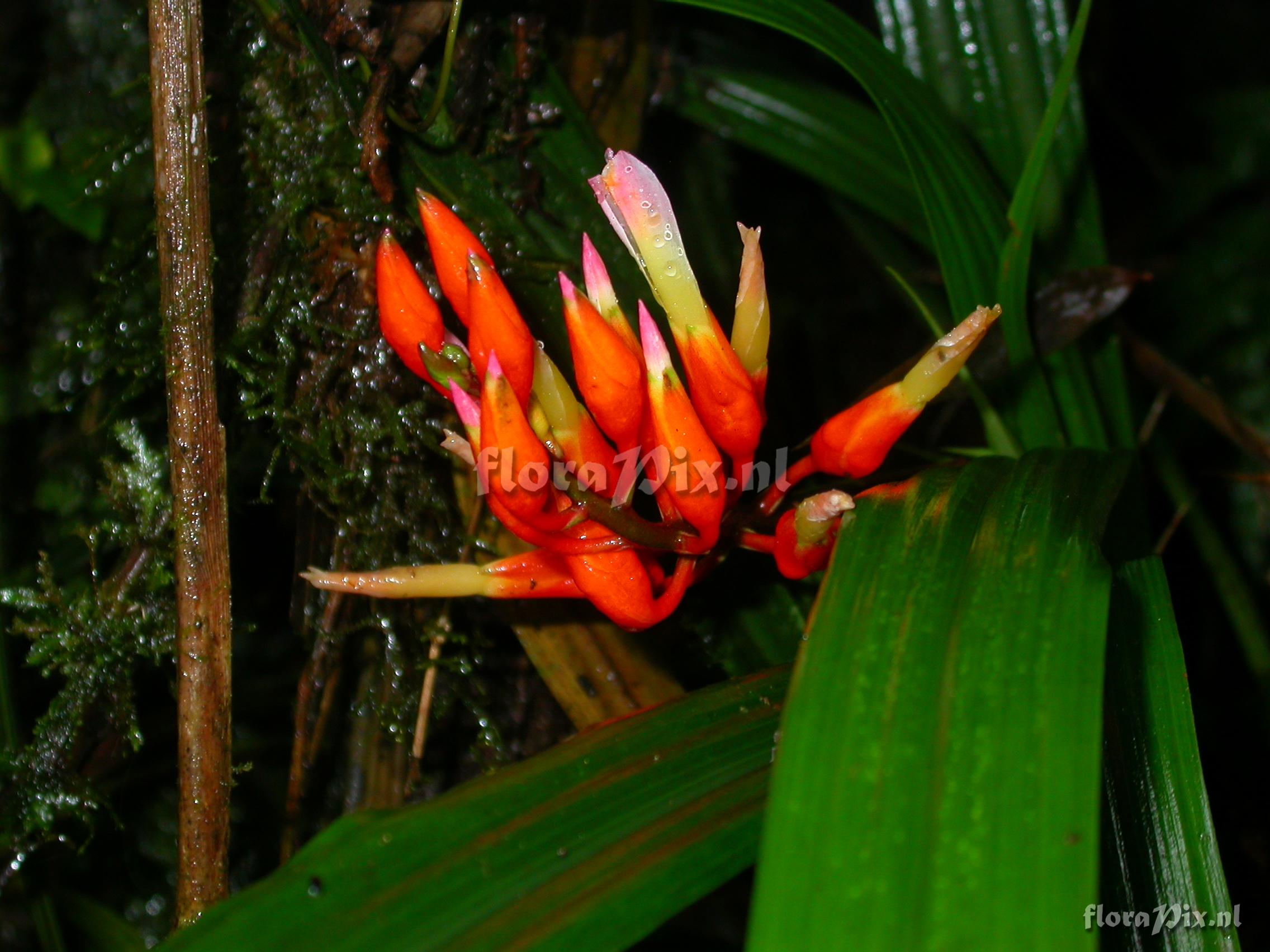 Pitcairnia cf. hiertzii 