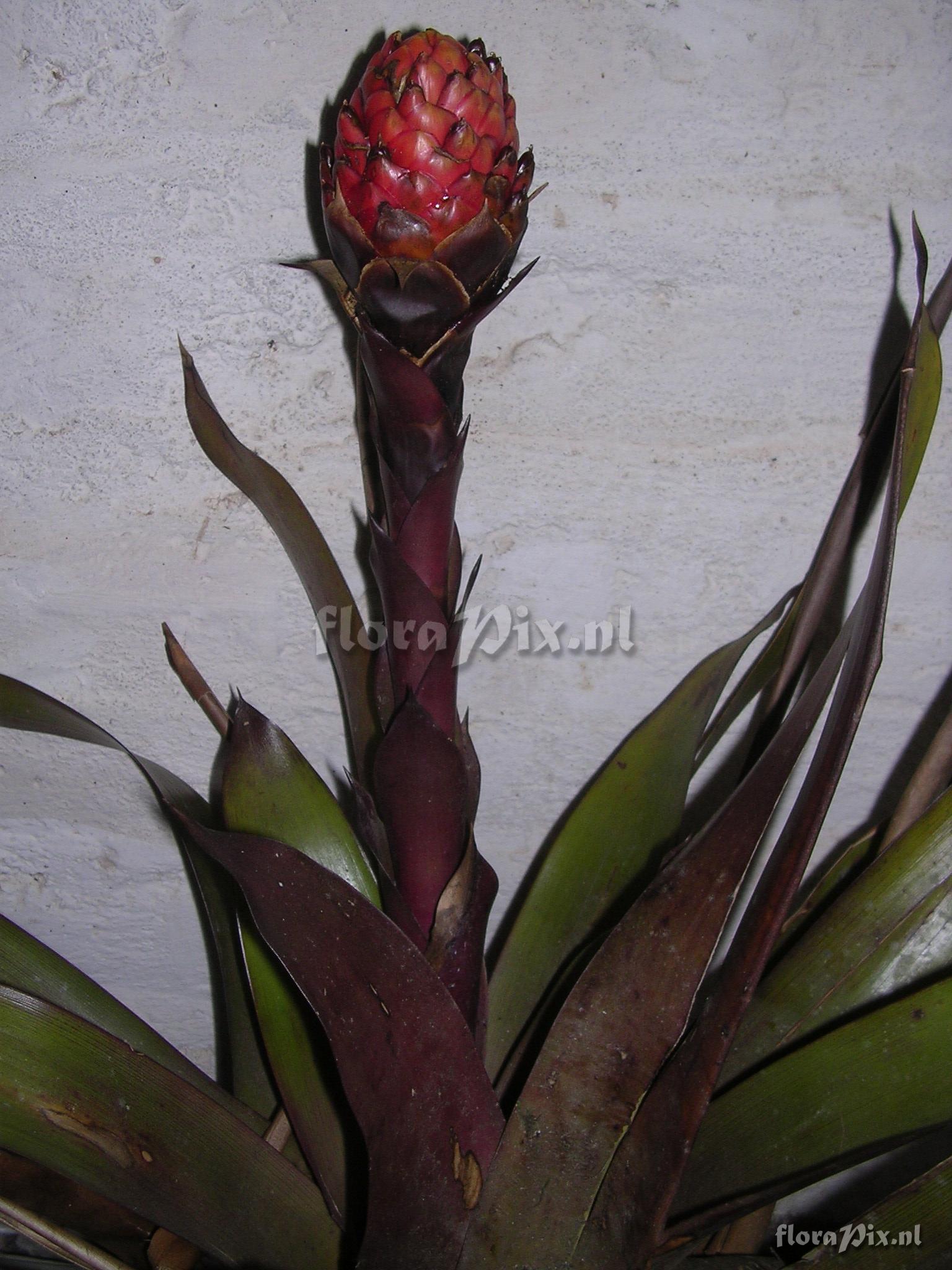 Guzmania bipartita