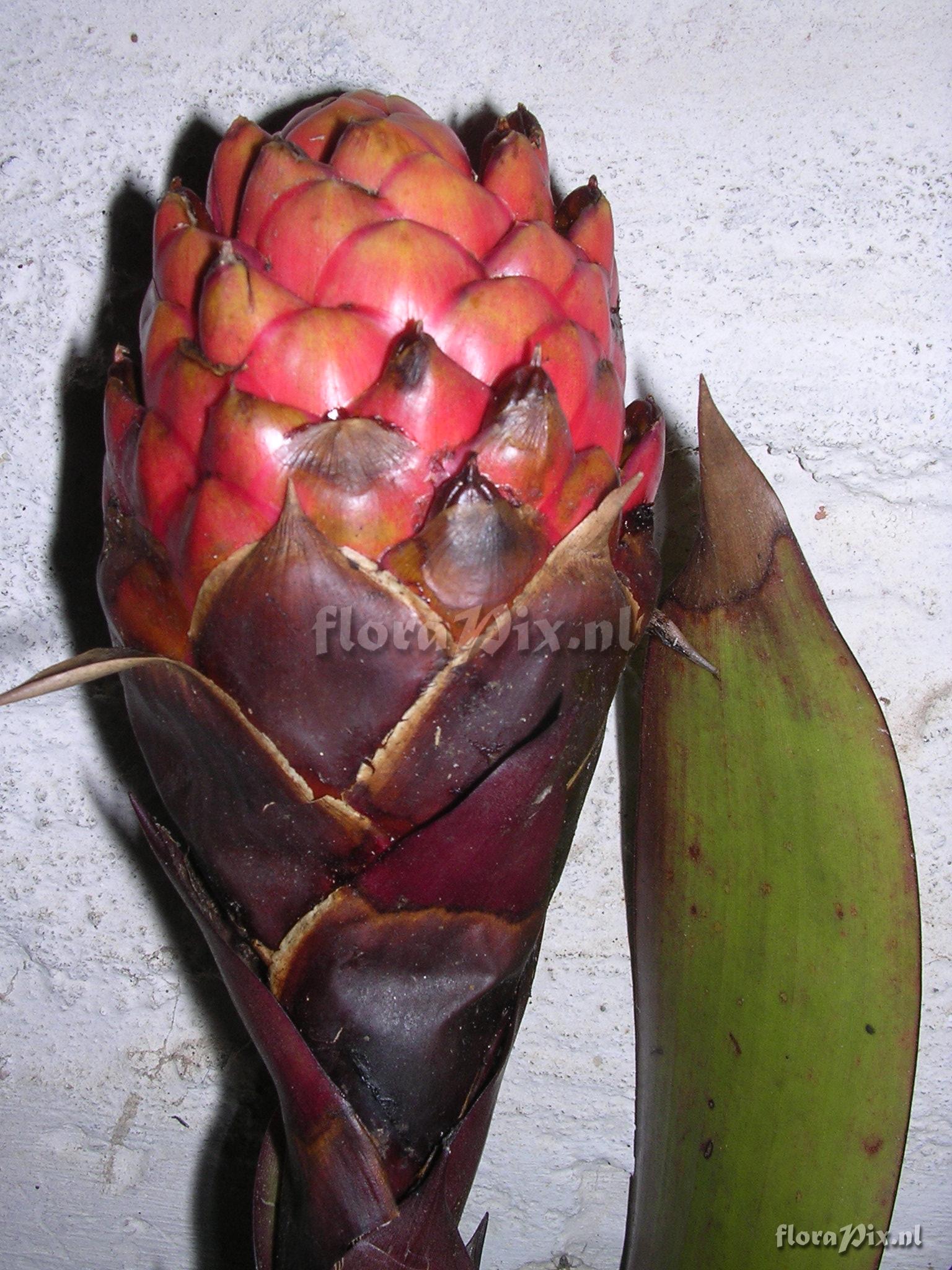 Guzmania bipartita