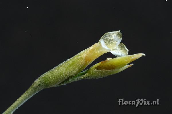 Tillandsia andicola