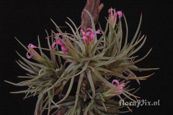 Tillandsia 