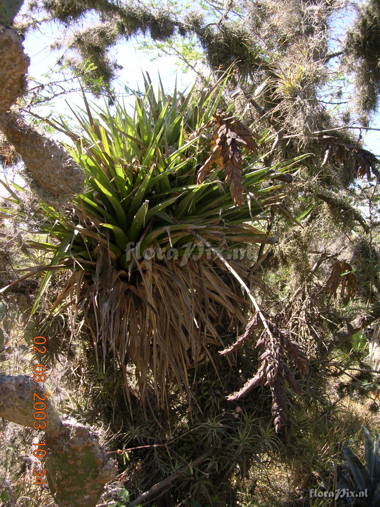 Tillandsia lajensis L.B. Sm.