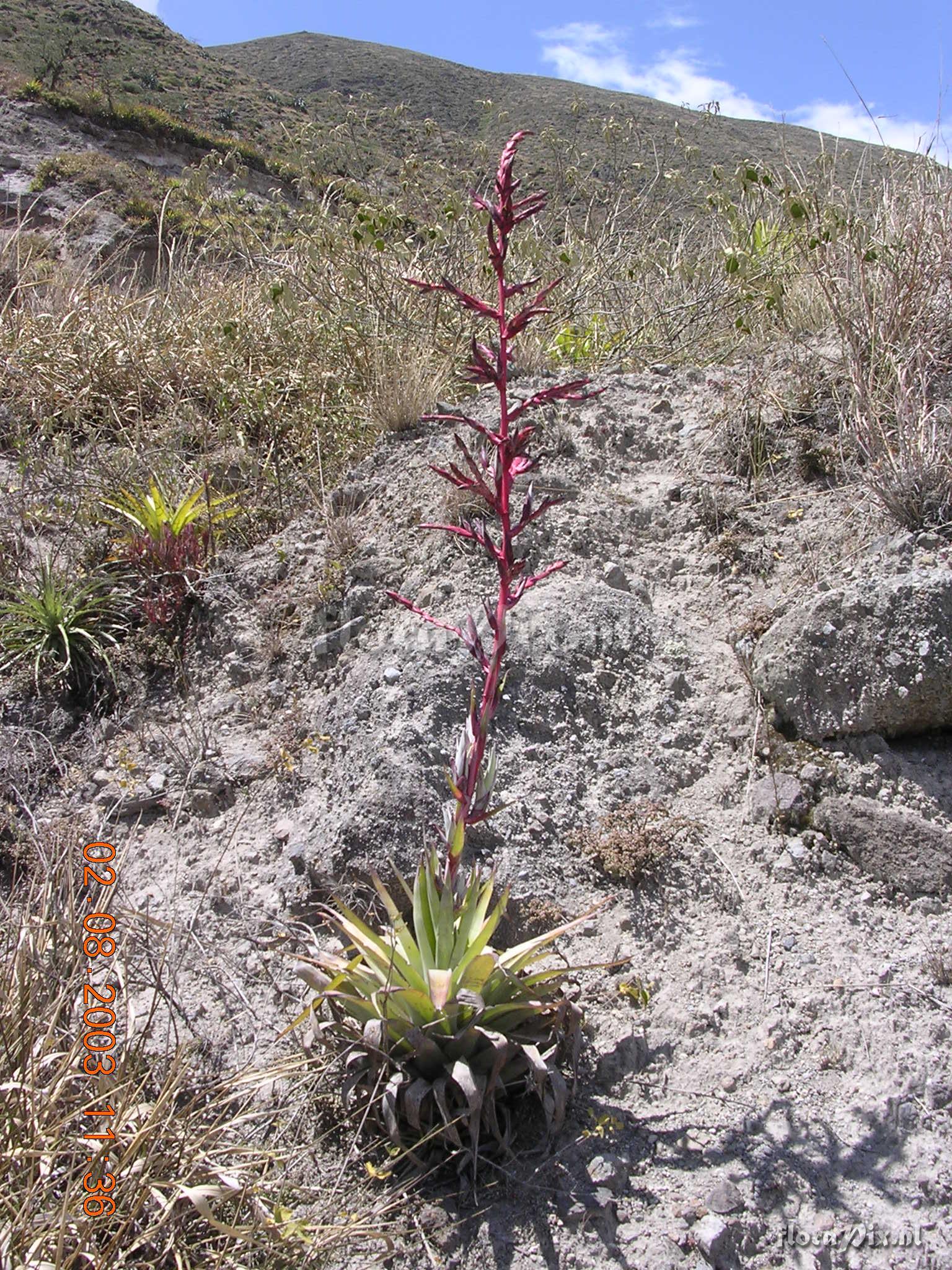 Tillandsia secunda Kunth