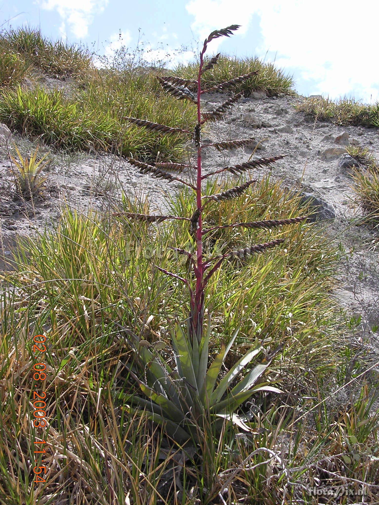 Tillandsia secunda Kunth