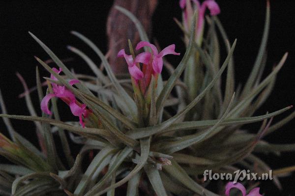 Tillandsia 