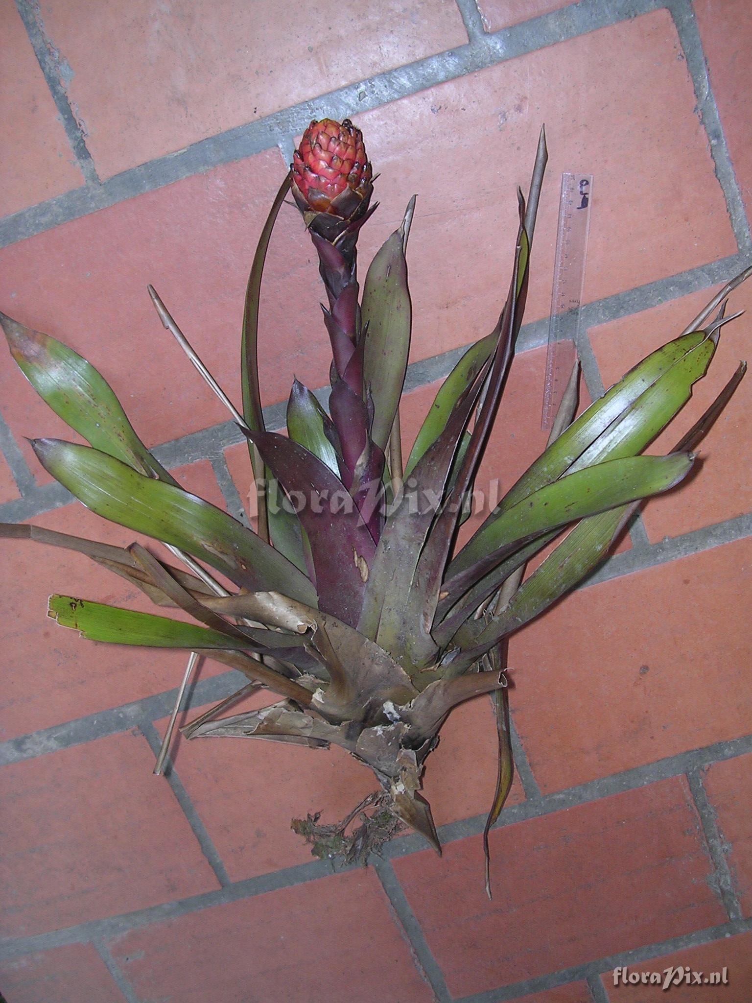 Guzmania claviformis