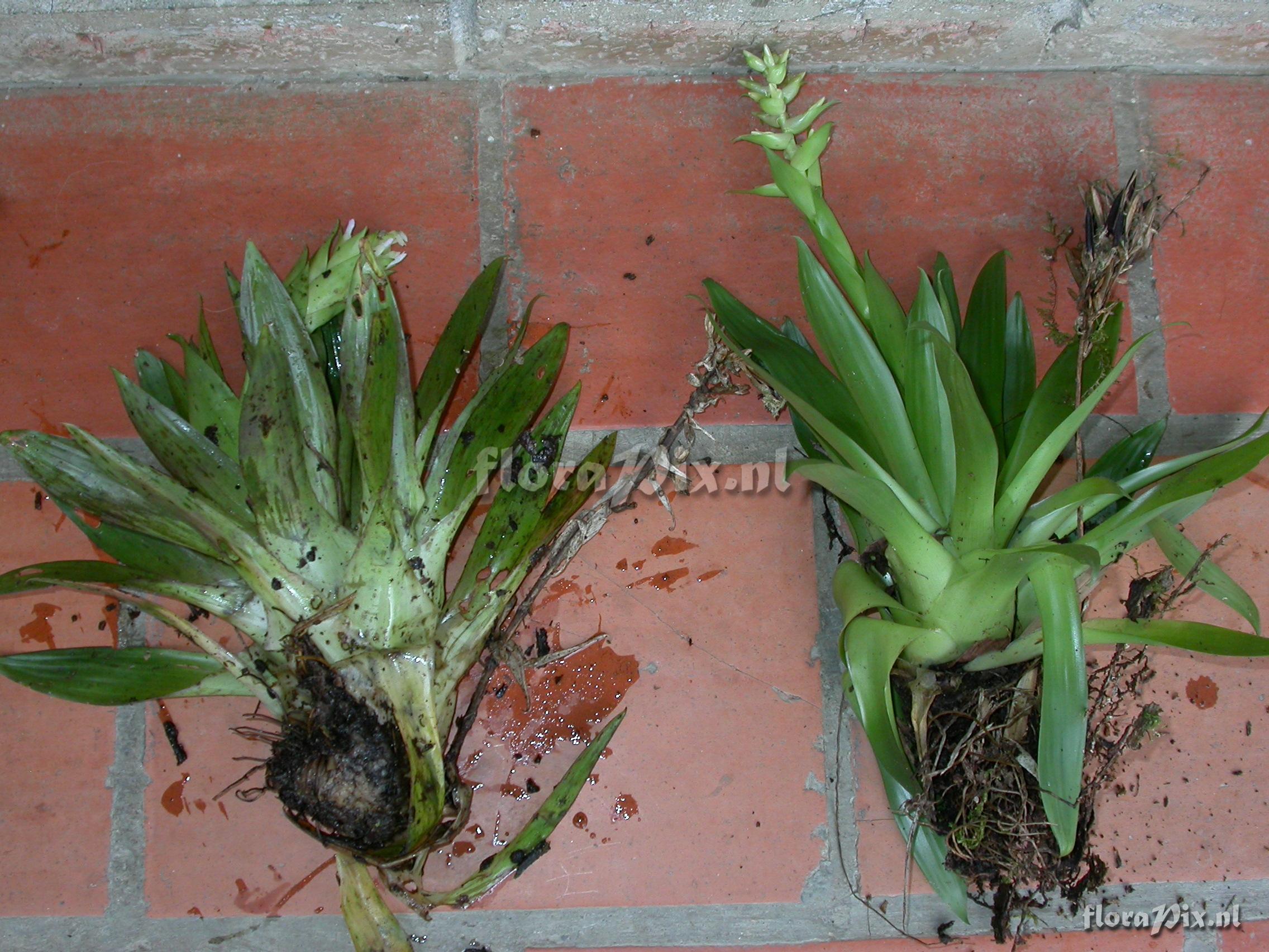 Tillandsia biflora R. & P.