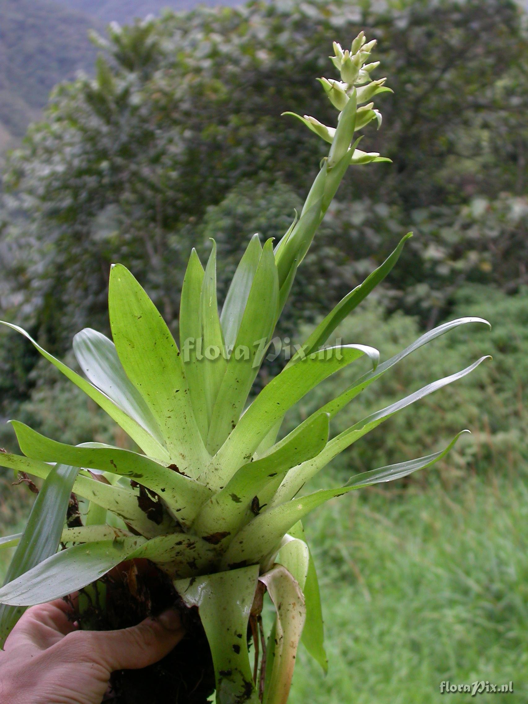 Tillandsia biflora R. & P.