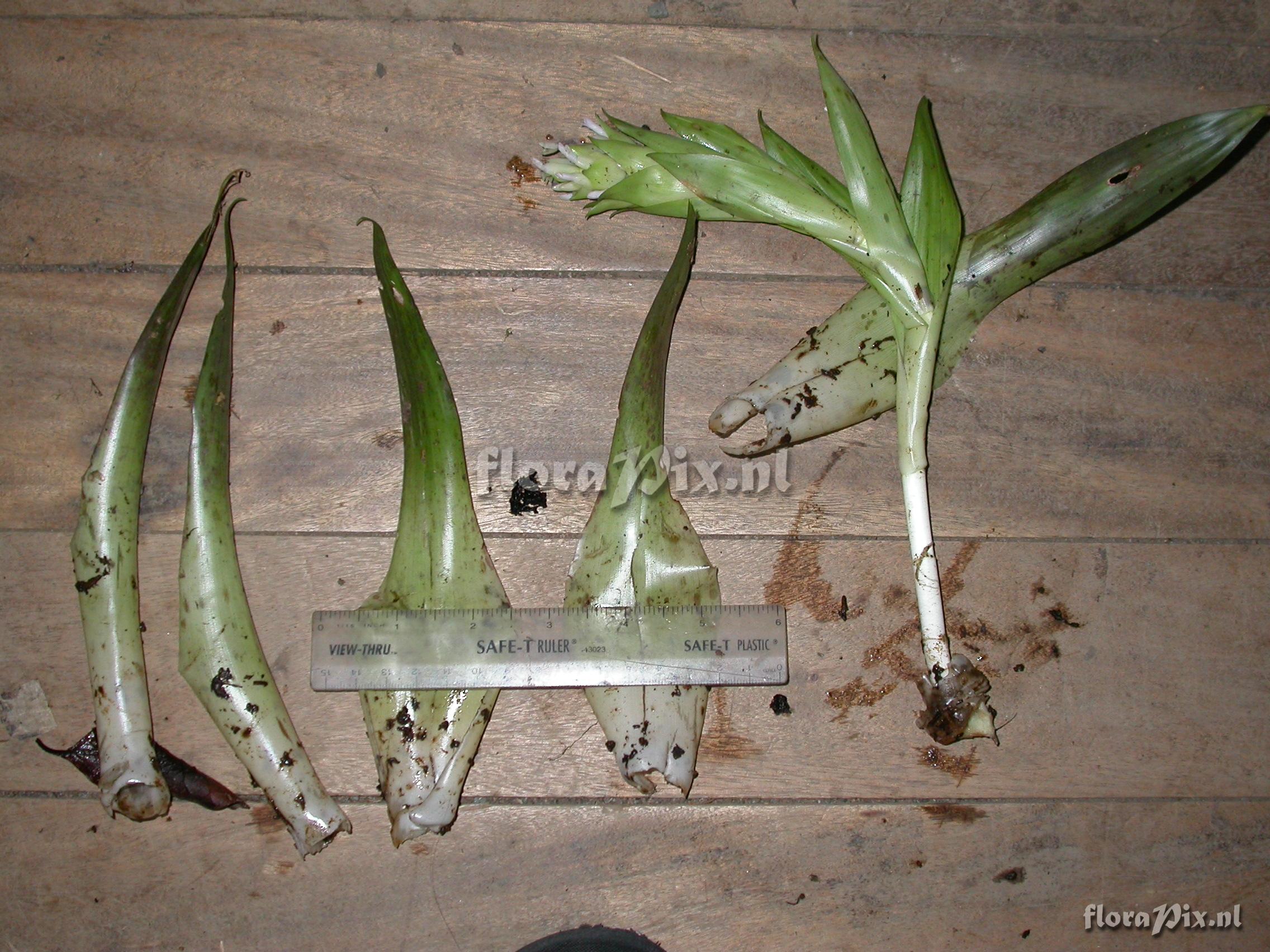 Tillandsia biflora R. & P.