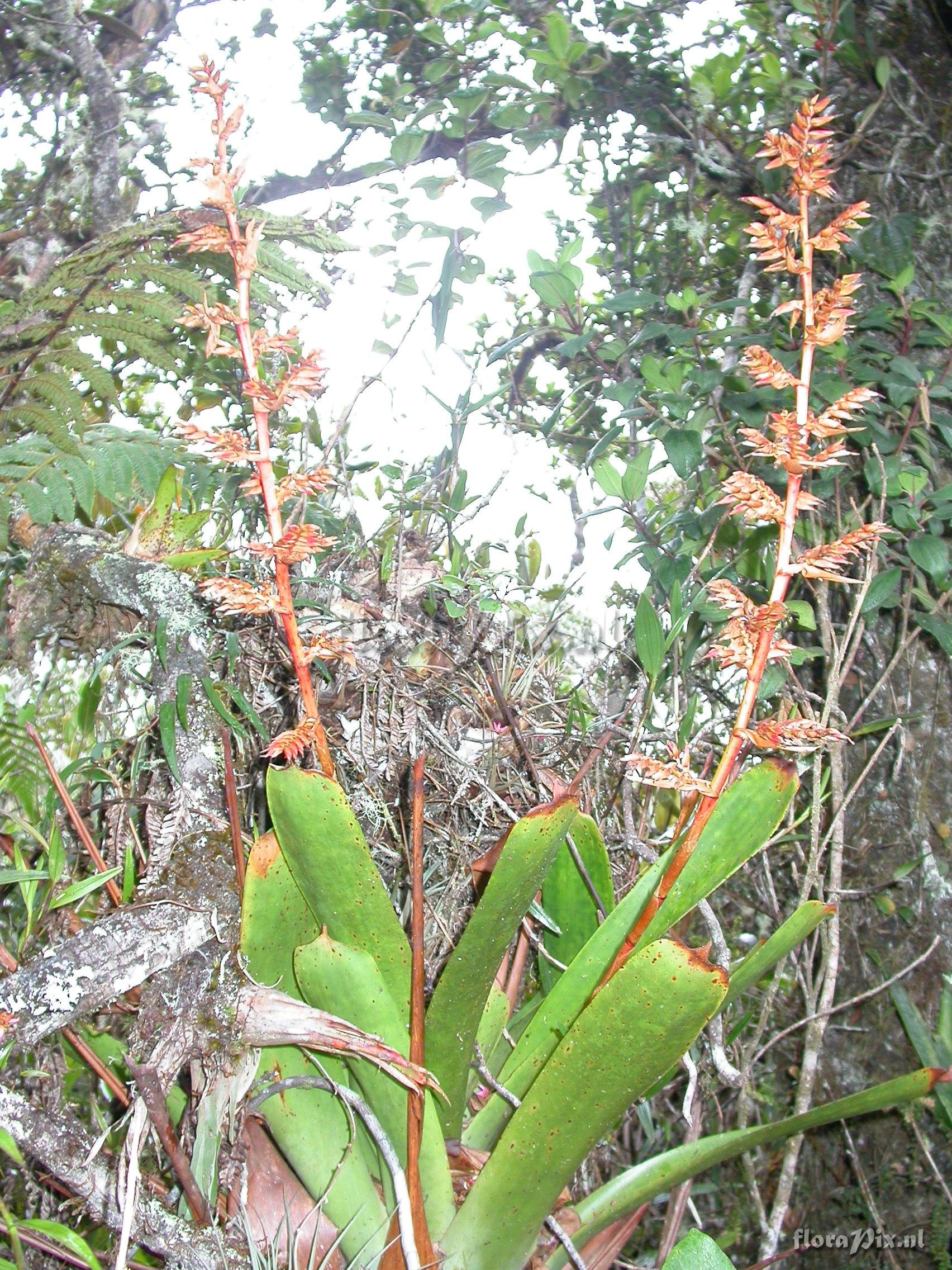 Tillandsia asplundii L.B. Sm.