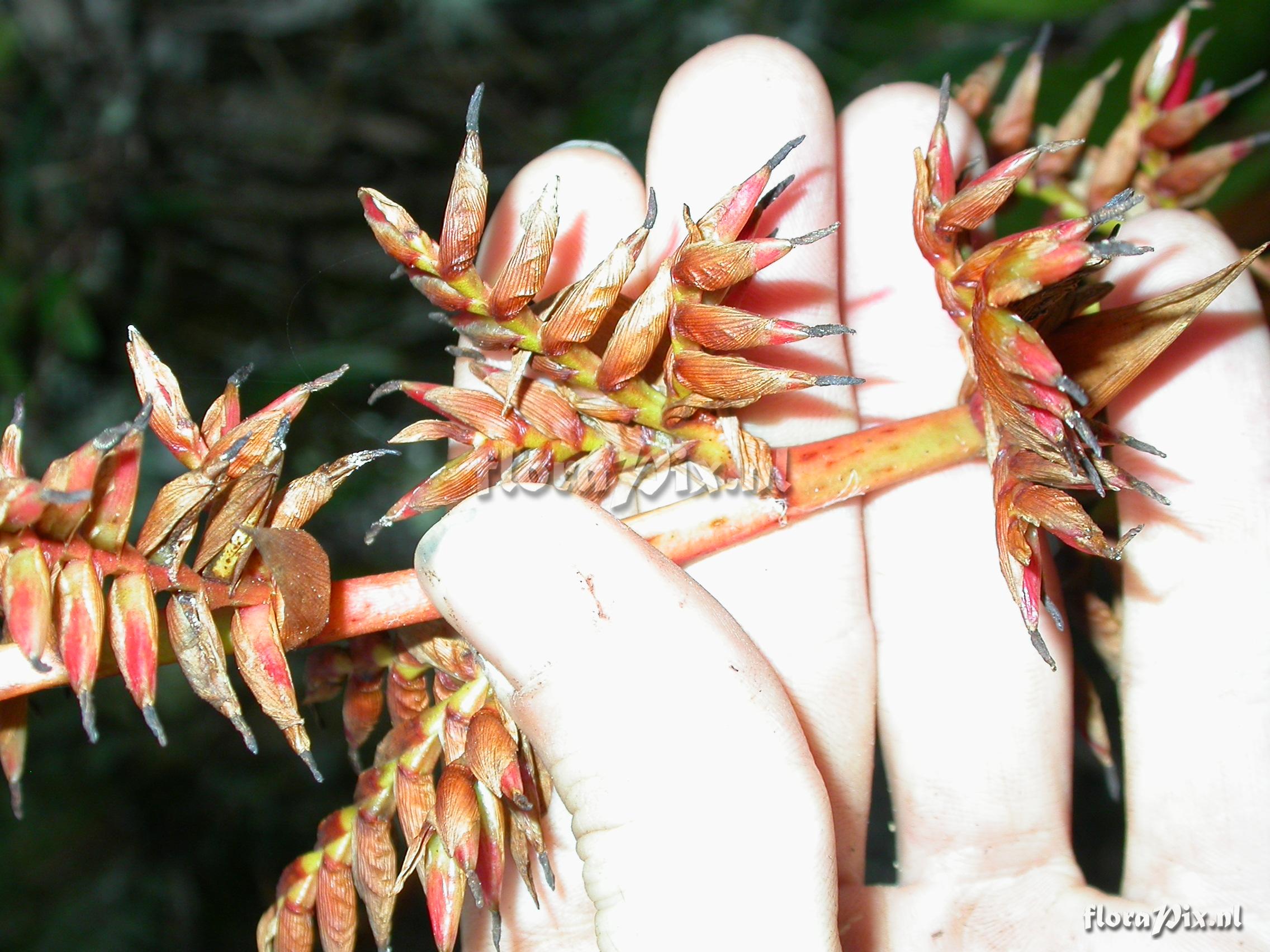 Tillandsia asplundii L.B. Sm.