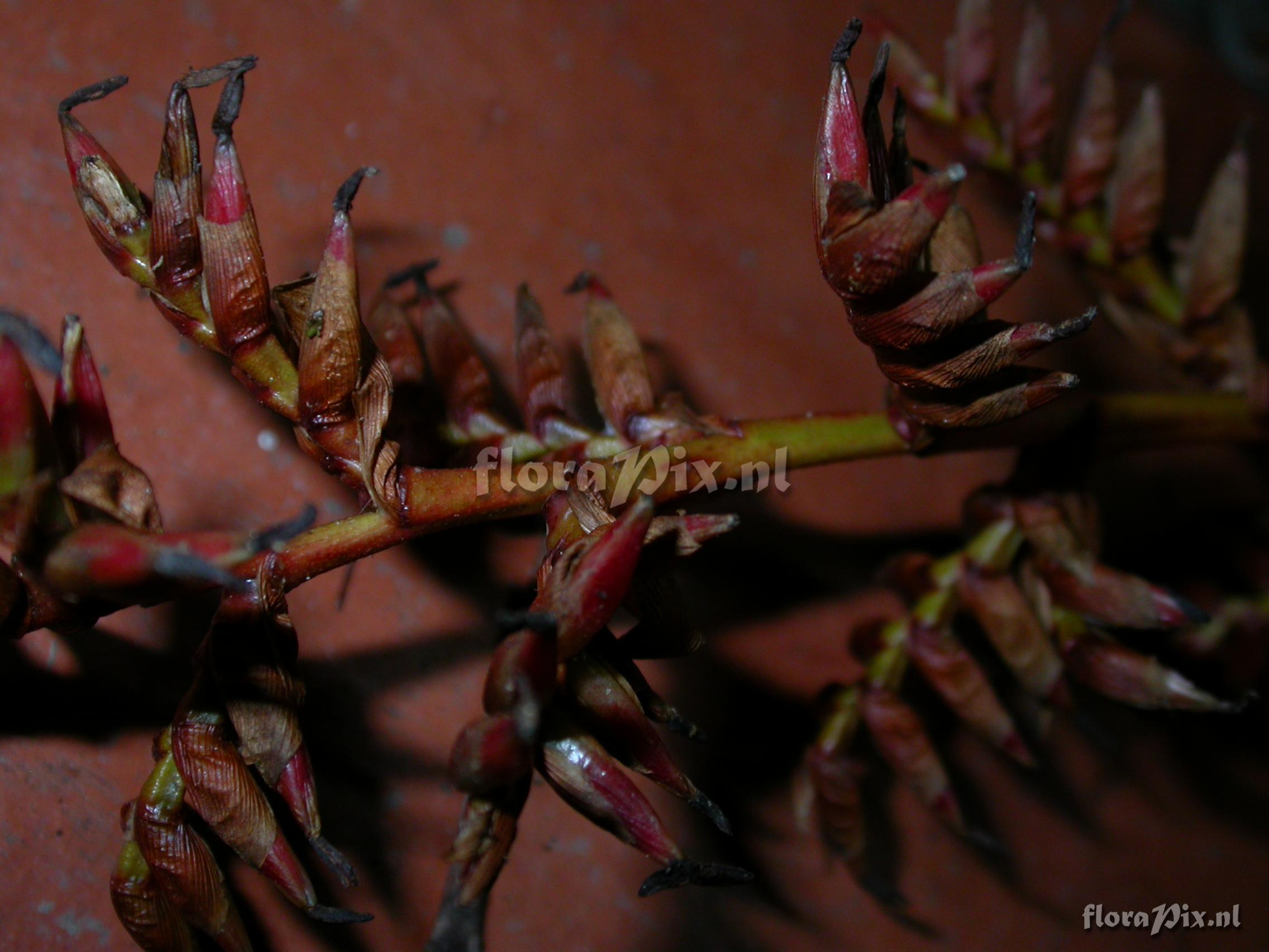 Tillandsia truncata truncata truncata L.B. Sm.