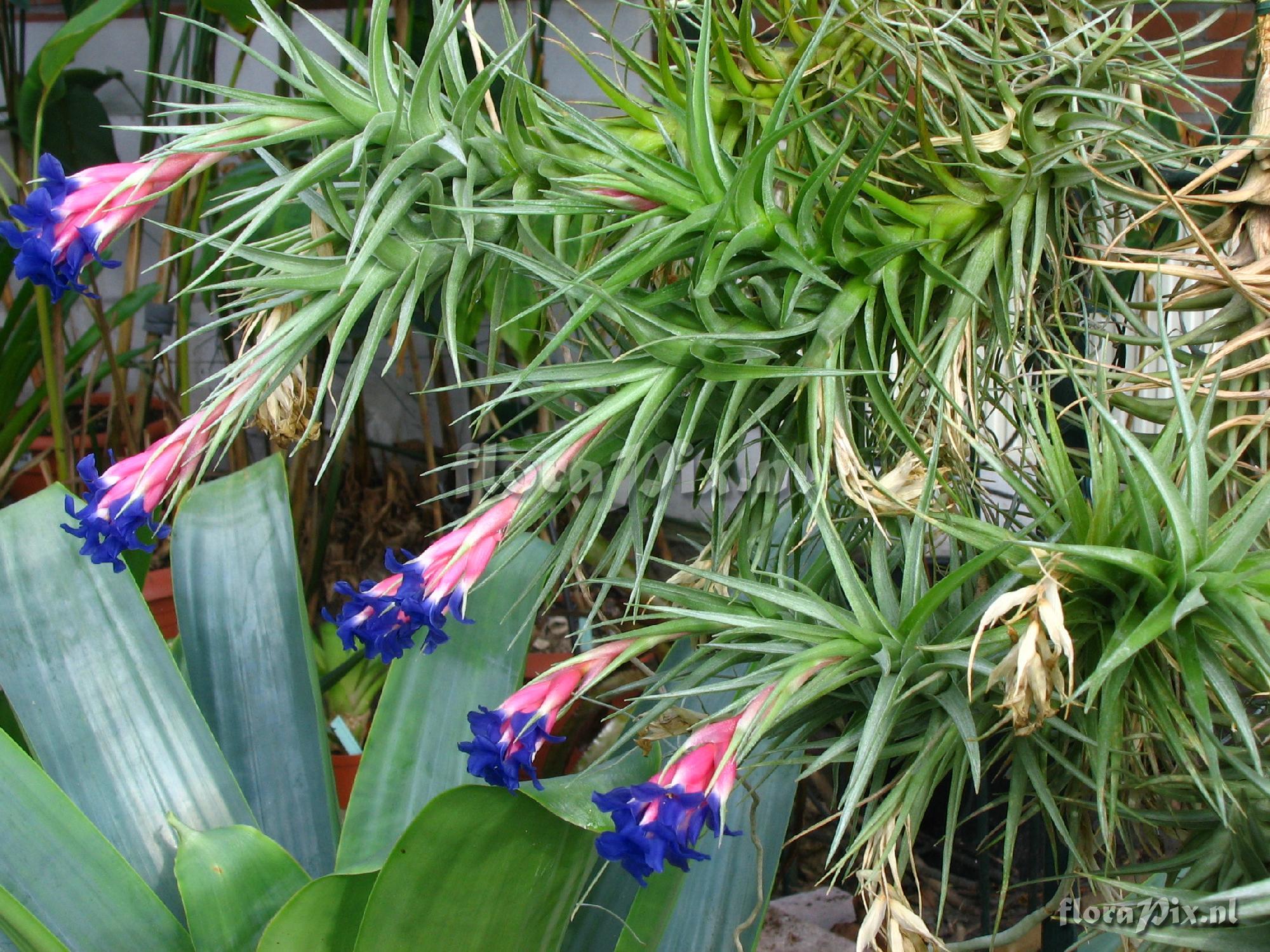 Tillandsia aeranthos..