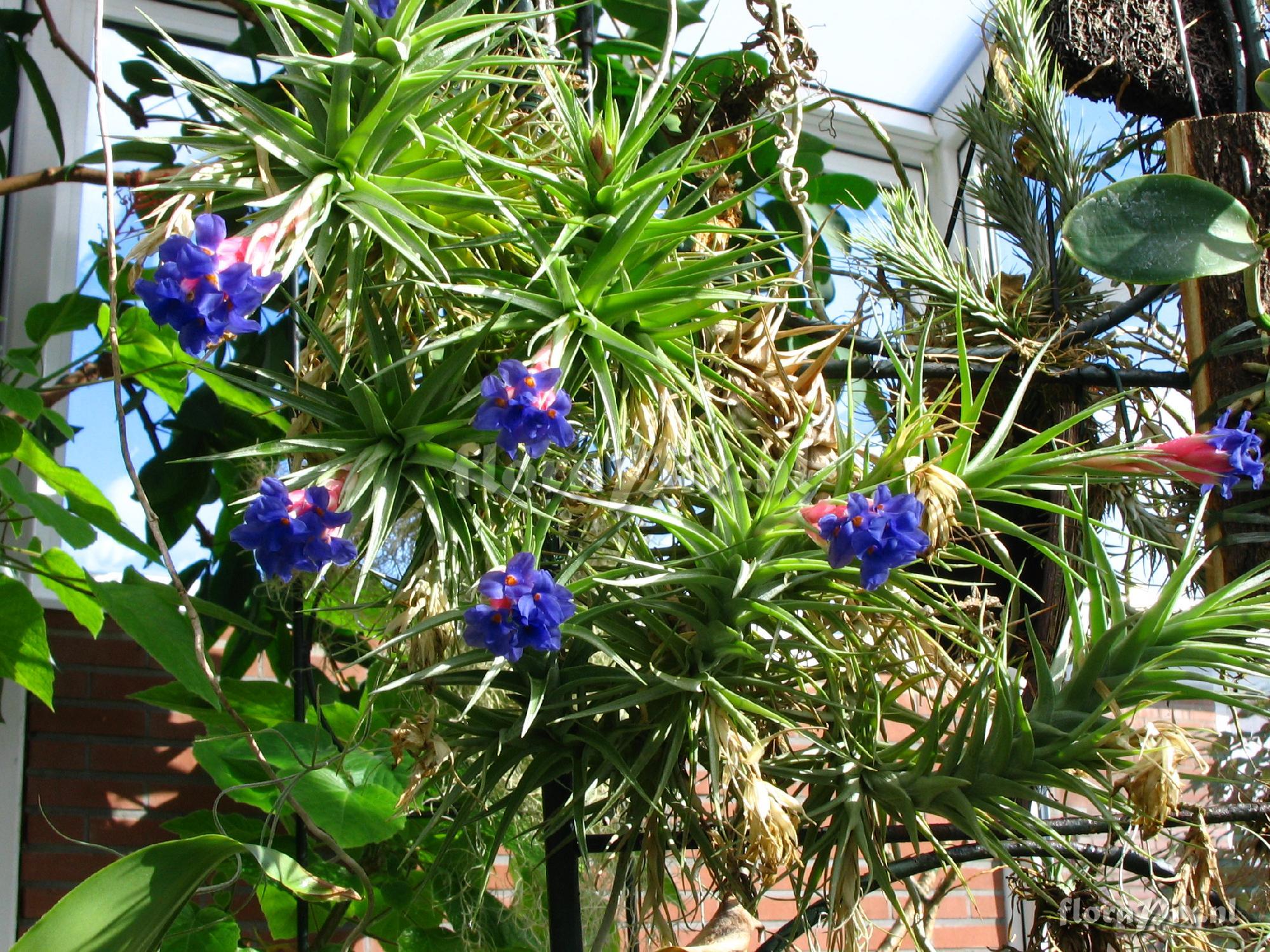 Tillandsia aeranthos