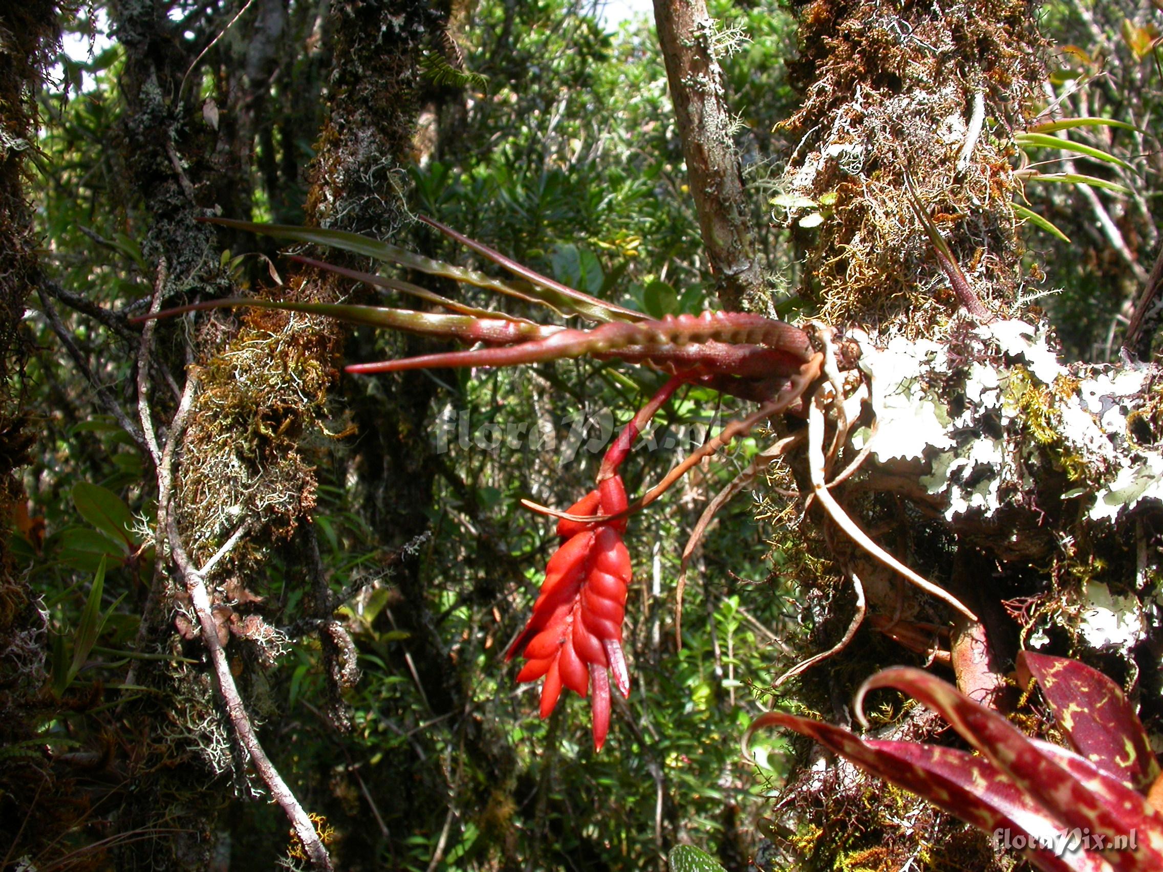 Racinaea undulifolia (Mez) H. Luther