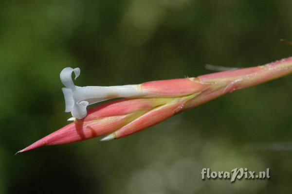 Tillandsia bagua-grandensis