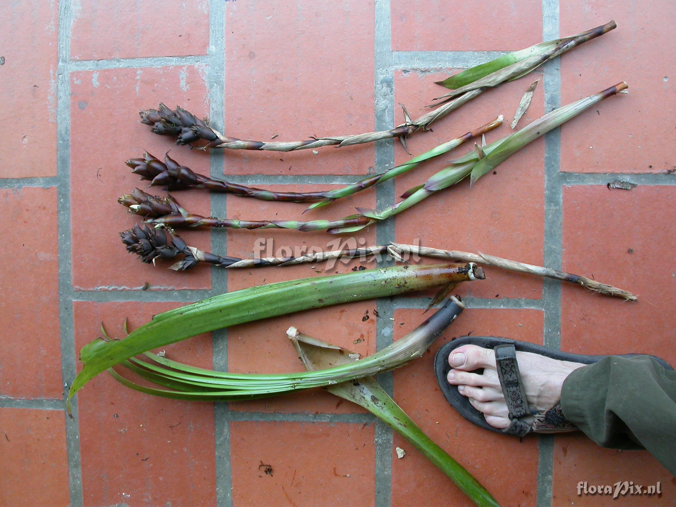 Guzmania sp. nov. 