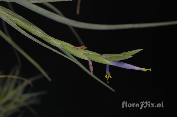 Tillandsia baileyi