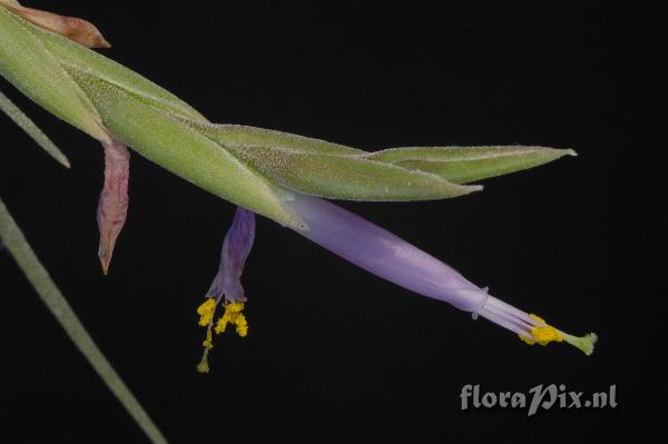 Tillandsia baileyi