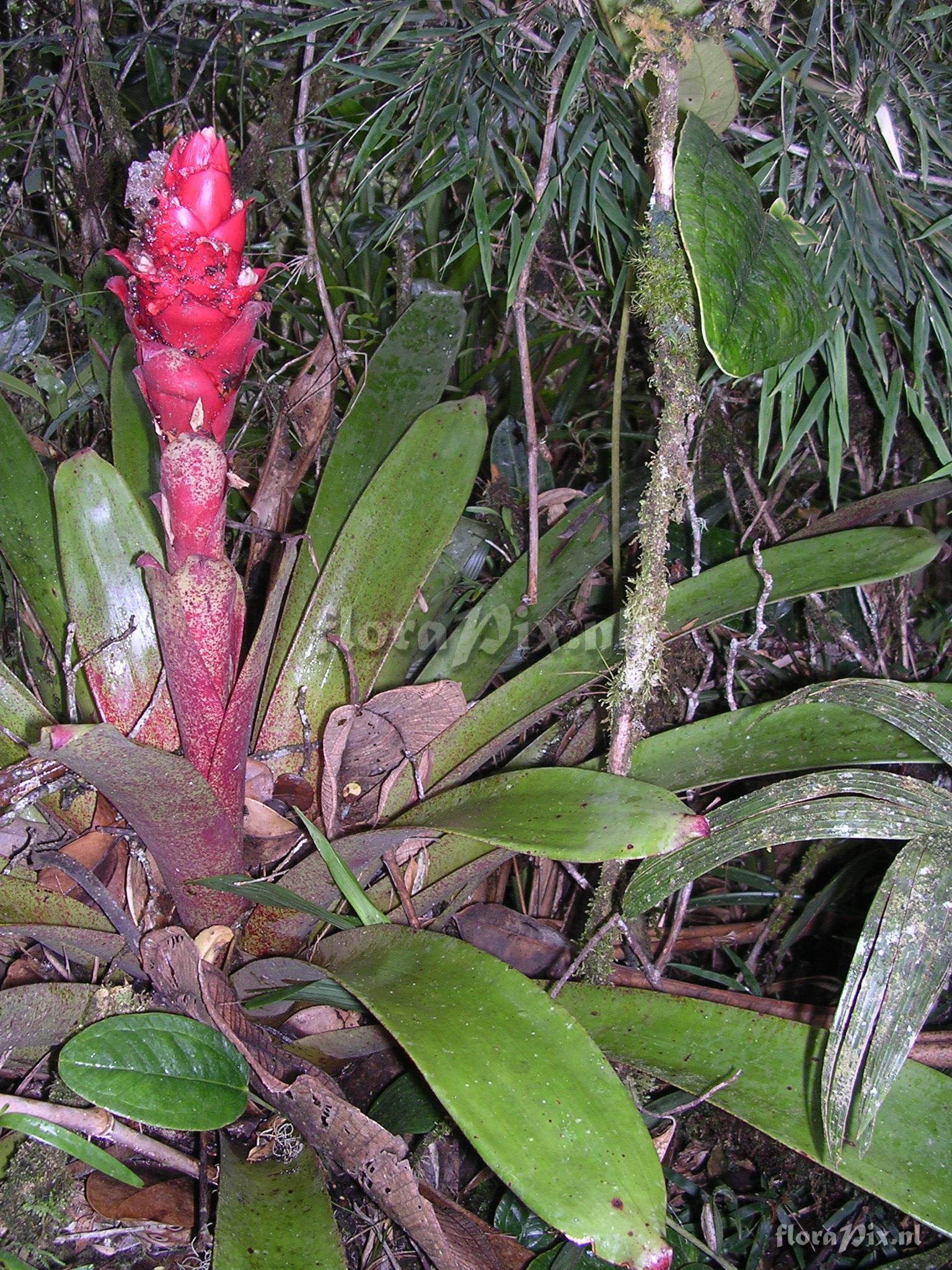 Guzmania cf. variegata L.B. Sm.