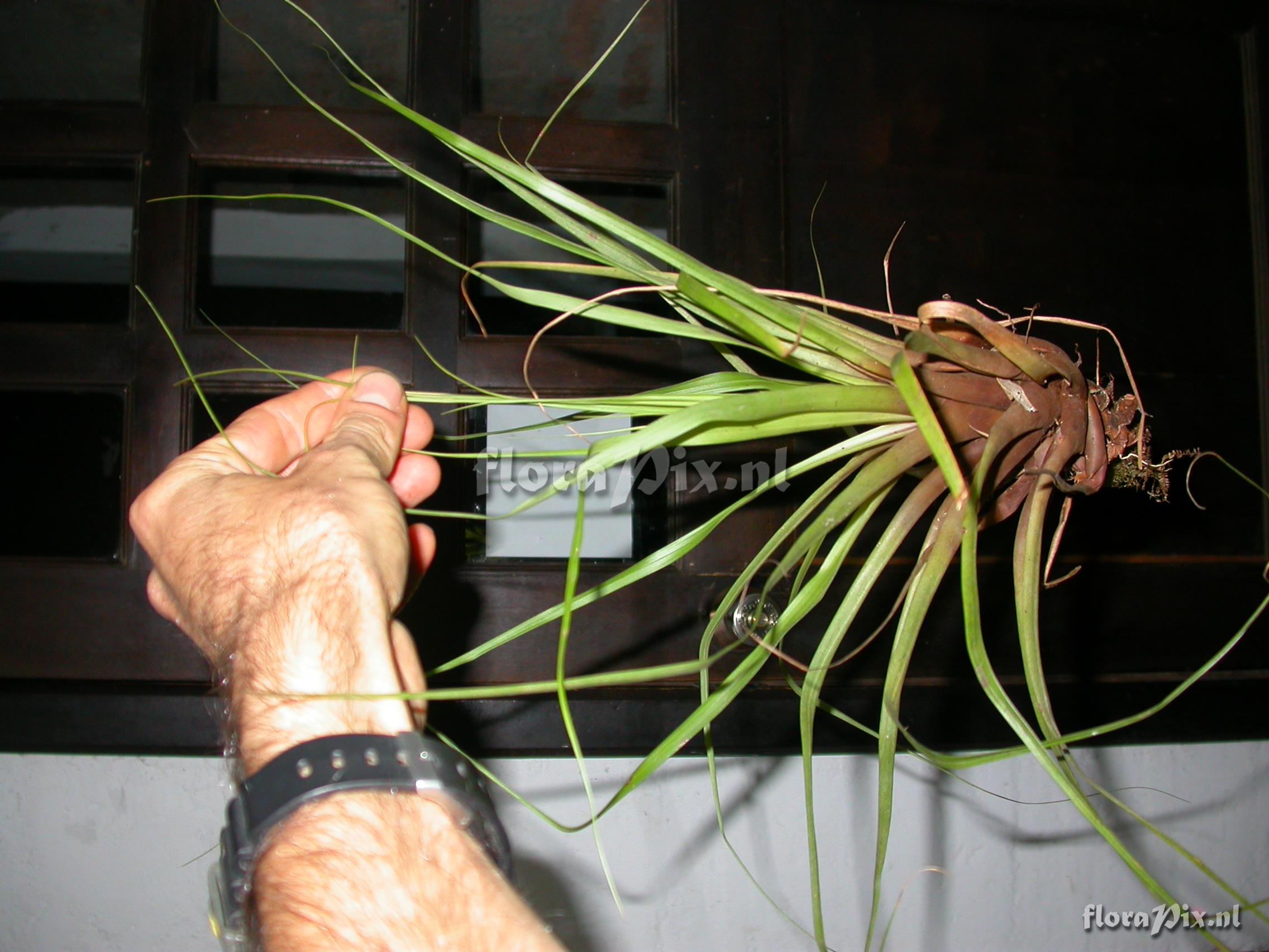 Tillandsia cf. laminata 