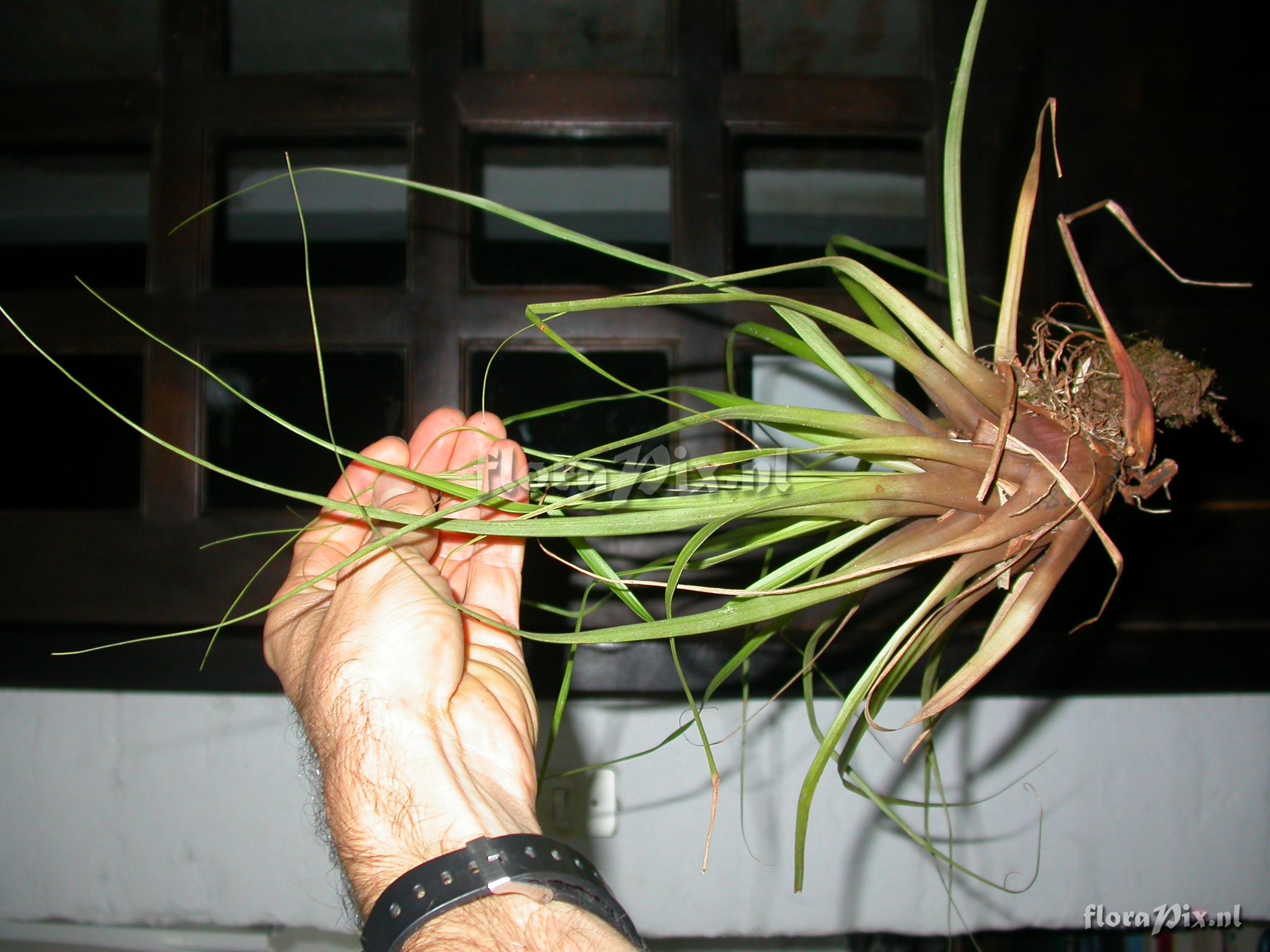 Tillandsia cf. laminata 