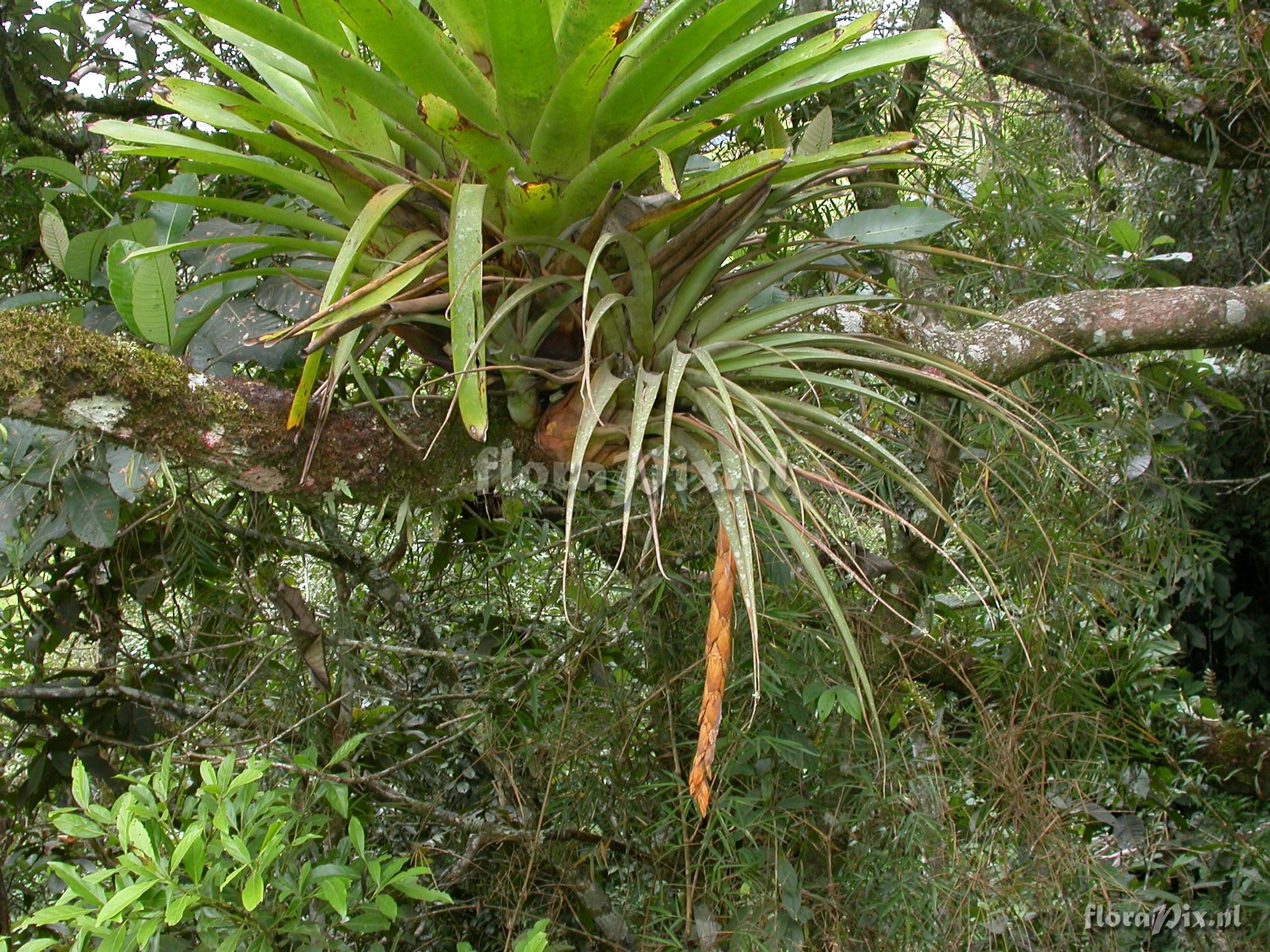 Vriesea tequendamae (Andre)L.B.Sm.