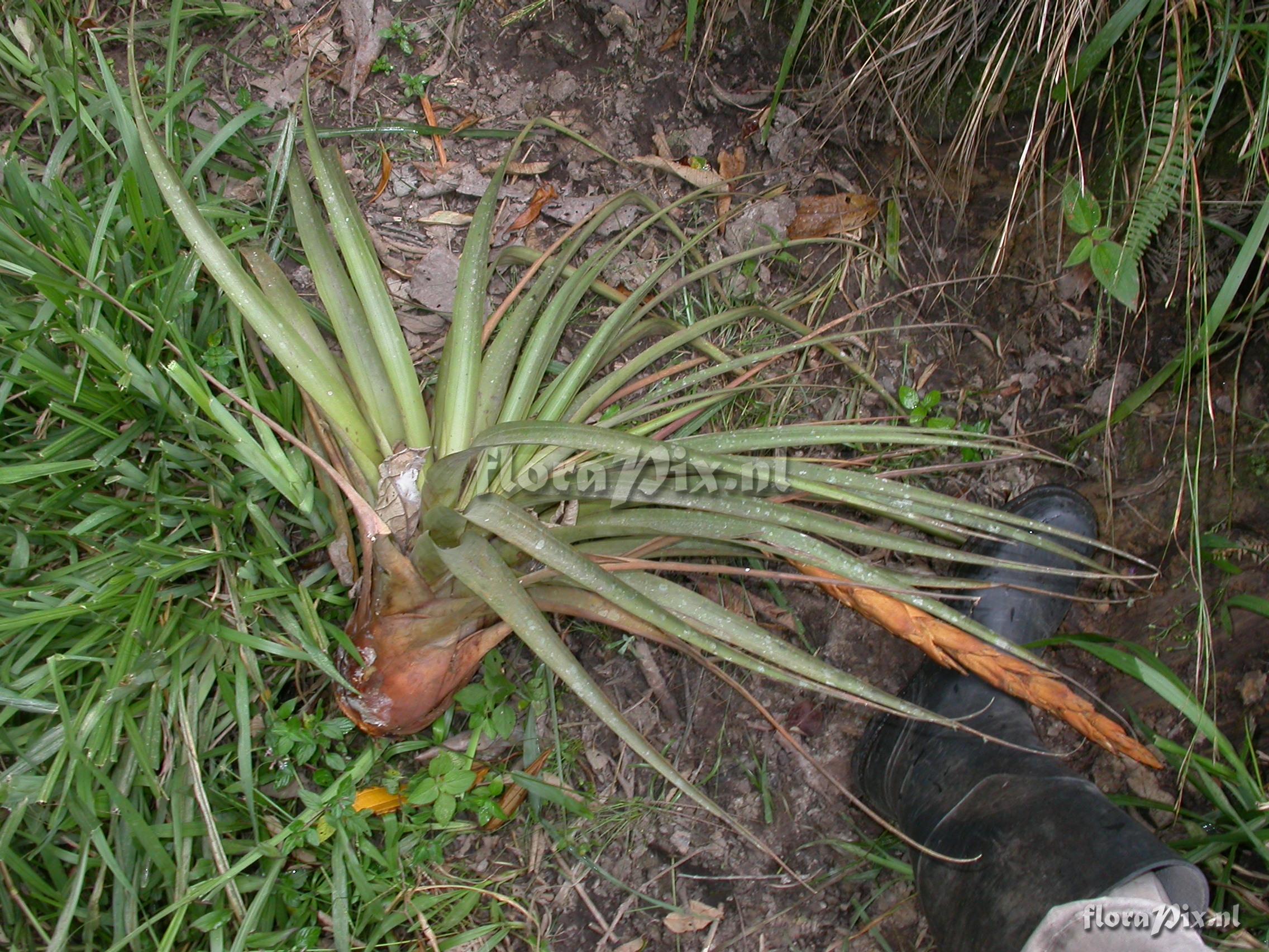 Vriesea tequendamae (Andre)L.B.Sm.