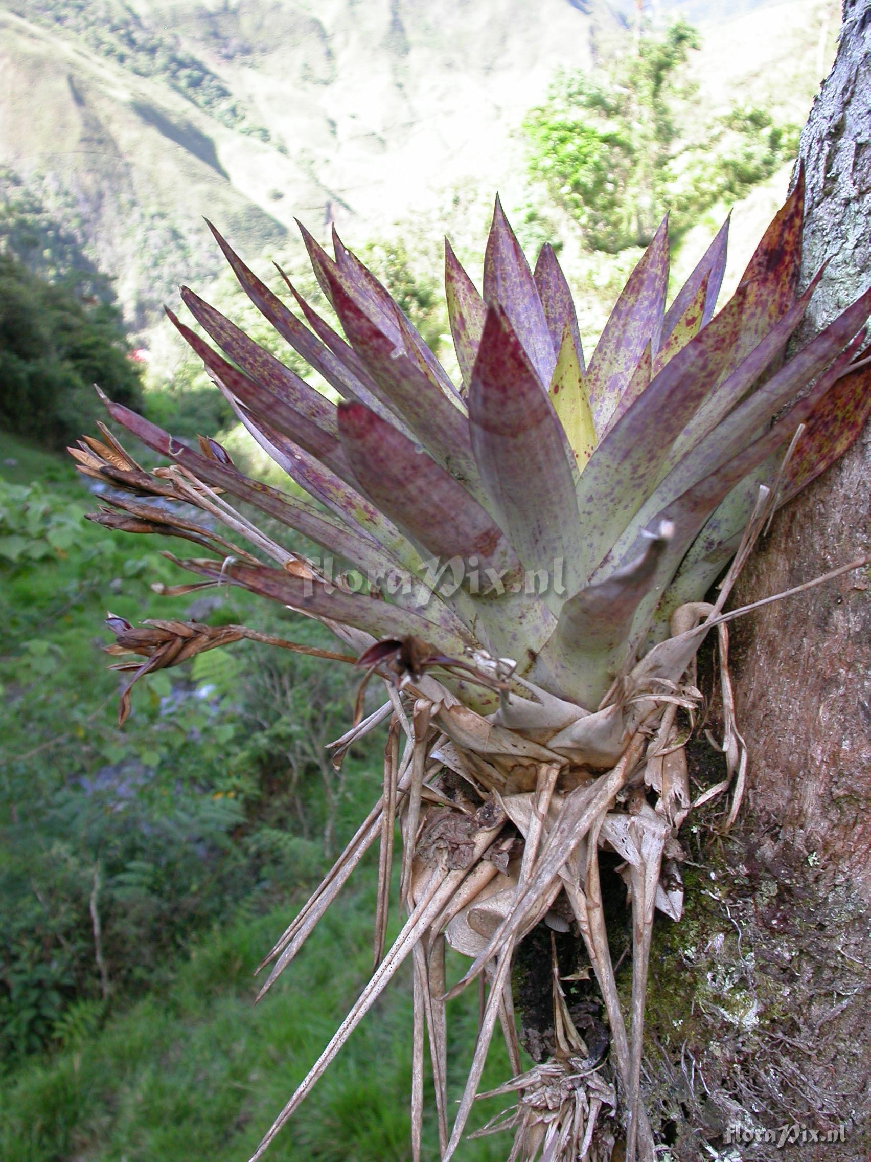 Tillandsia complanata