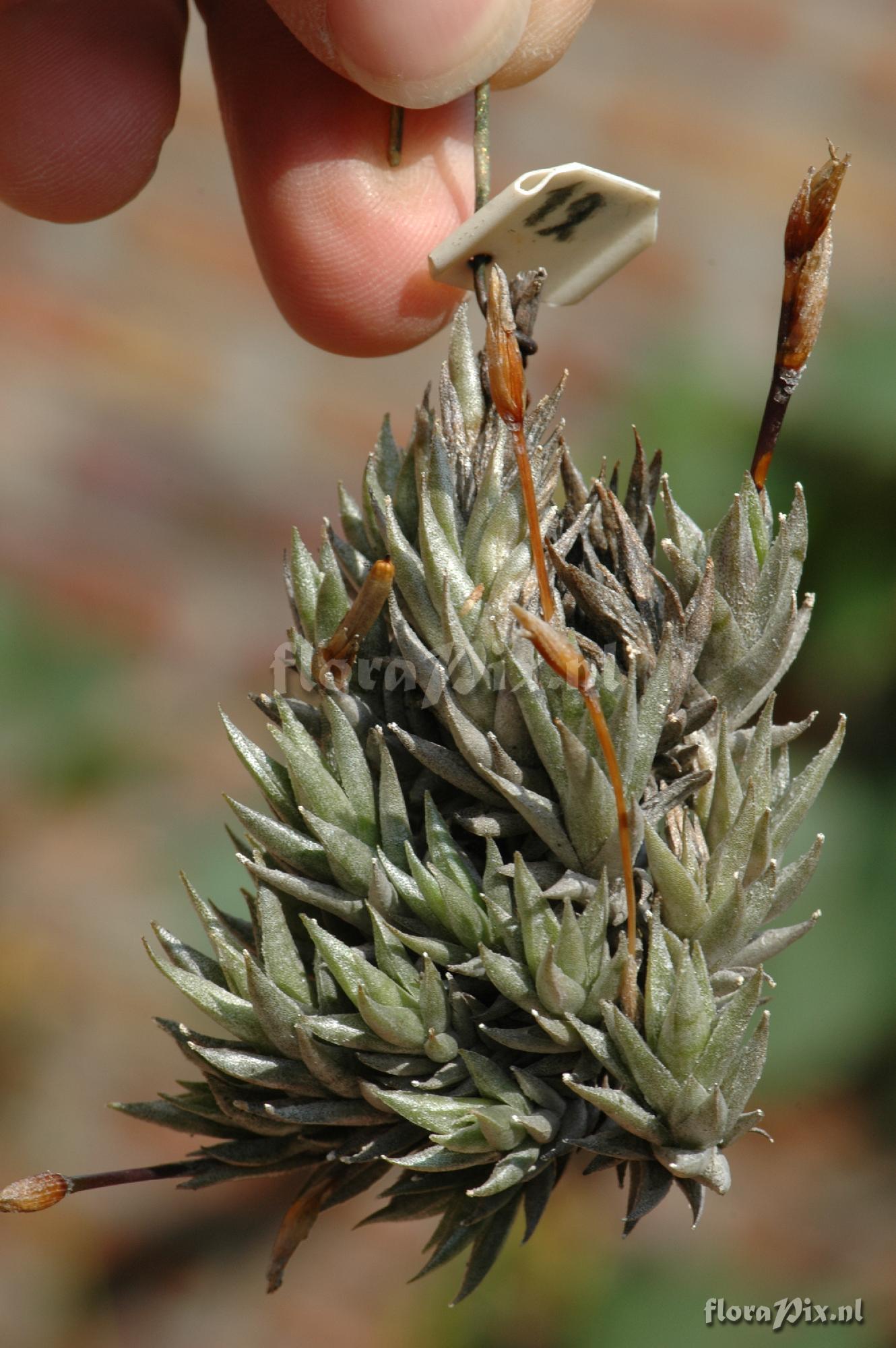 Tillandsia brealitoensis