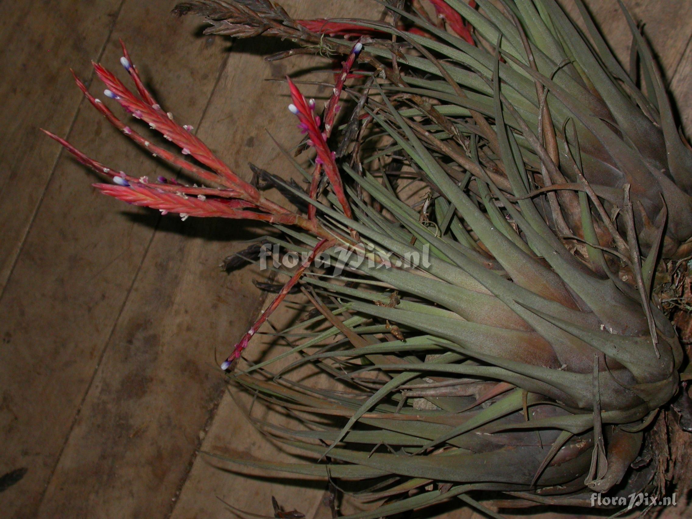 Tillandsia heterandra (Andr) L.B. Sm.