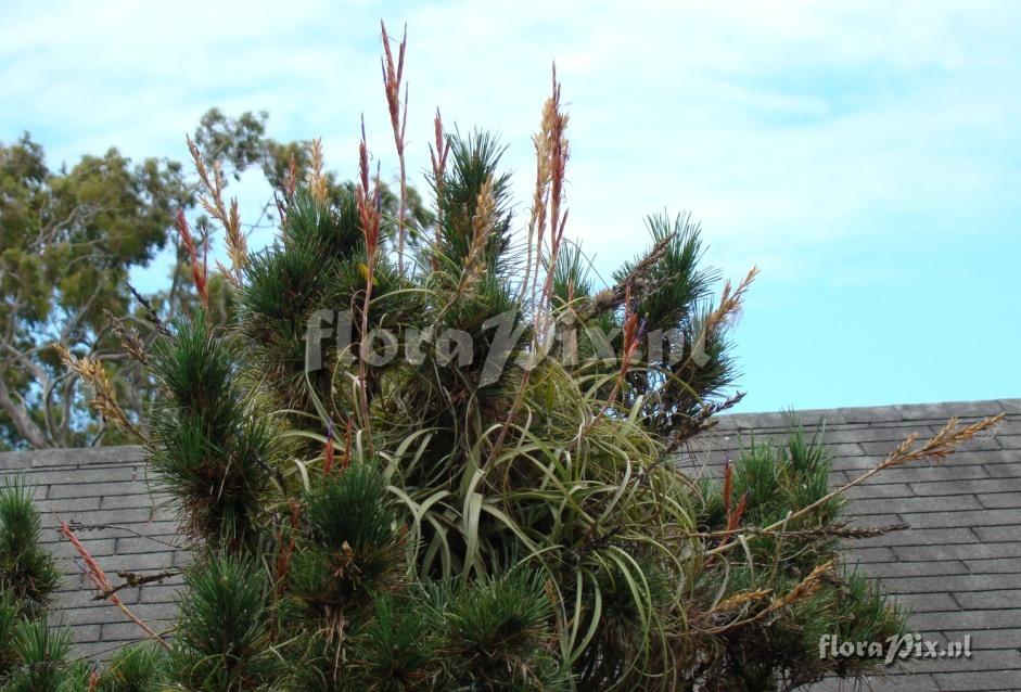 Tillandsia balbisiana