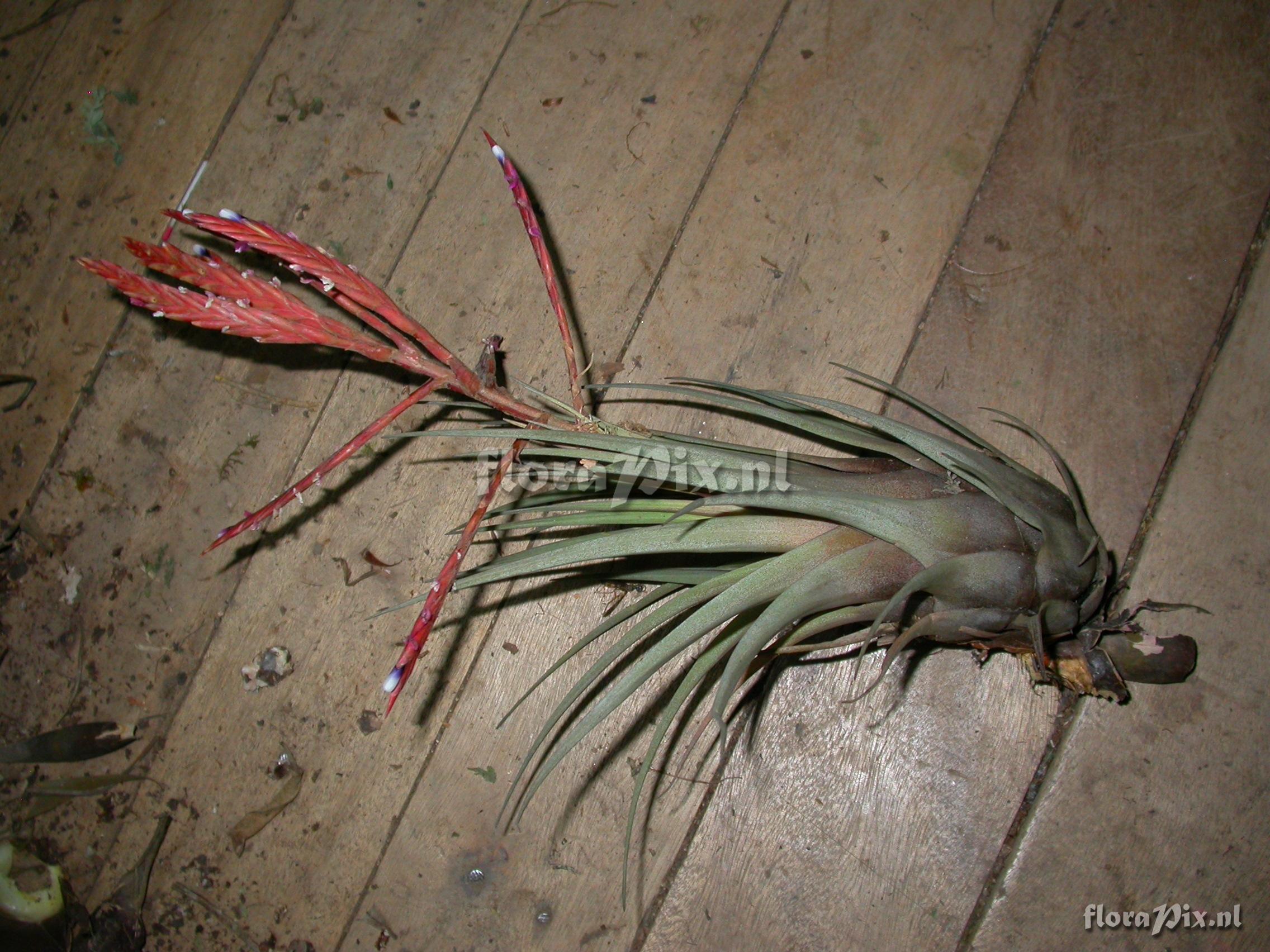 Tillandsia heterandra (Andr) L.B. Sm.