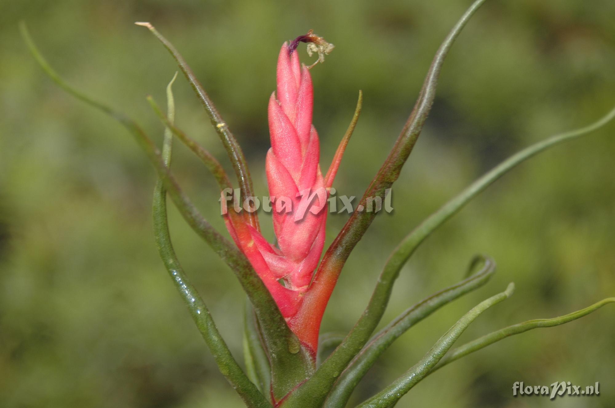 Tillandsia bulbosa