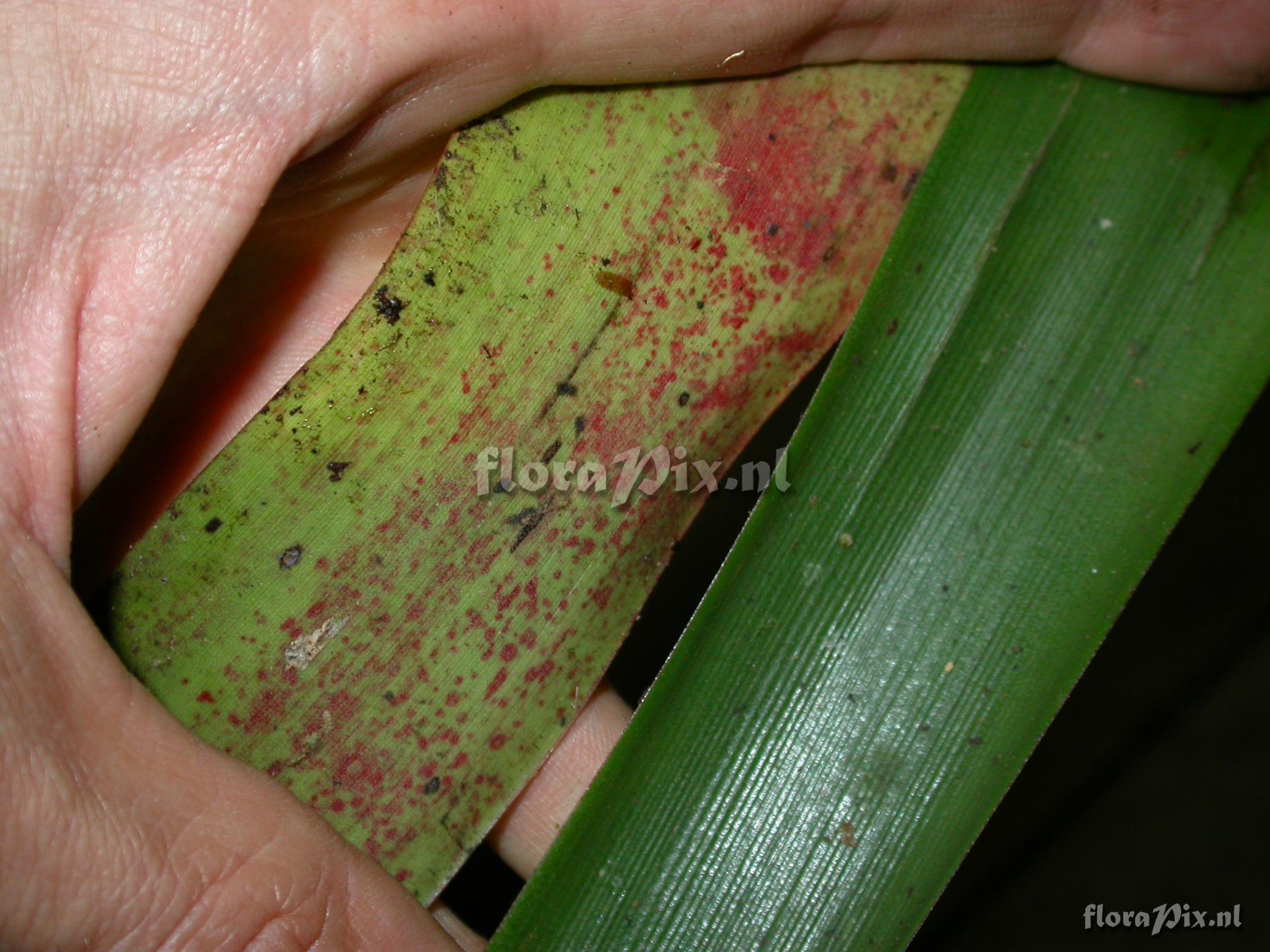 Guzmania sp- nov. 