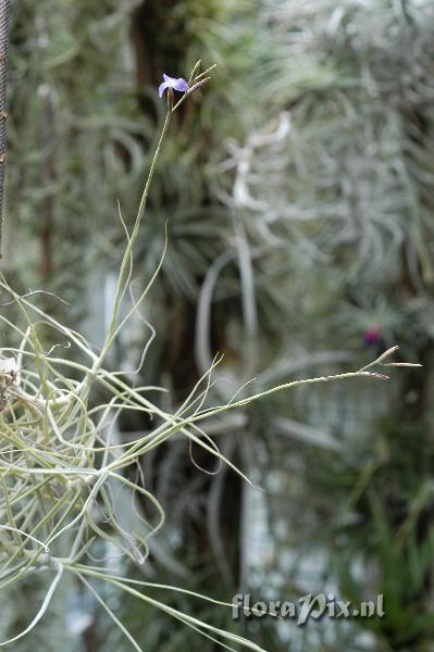 Tillandsia caerulea