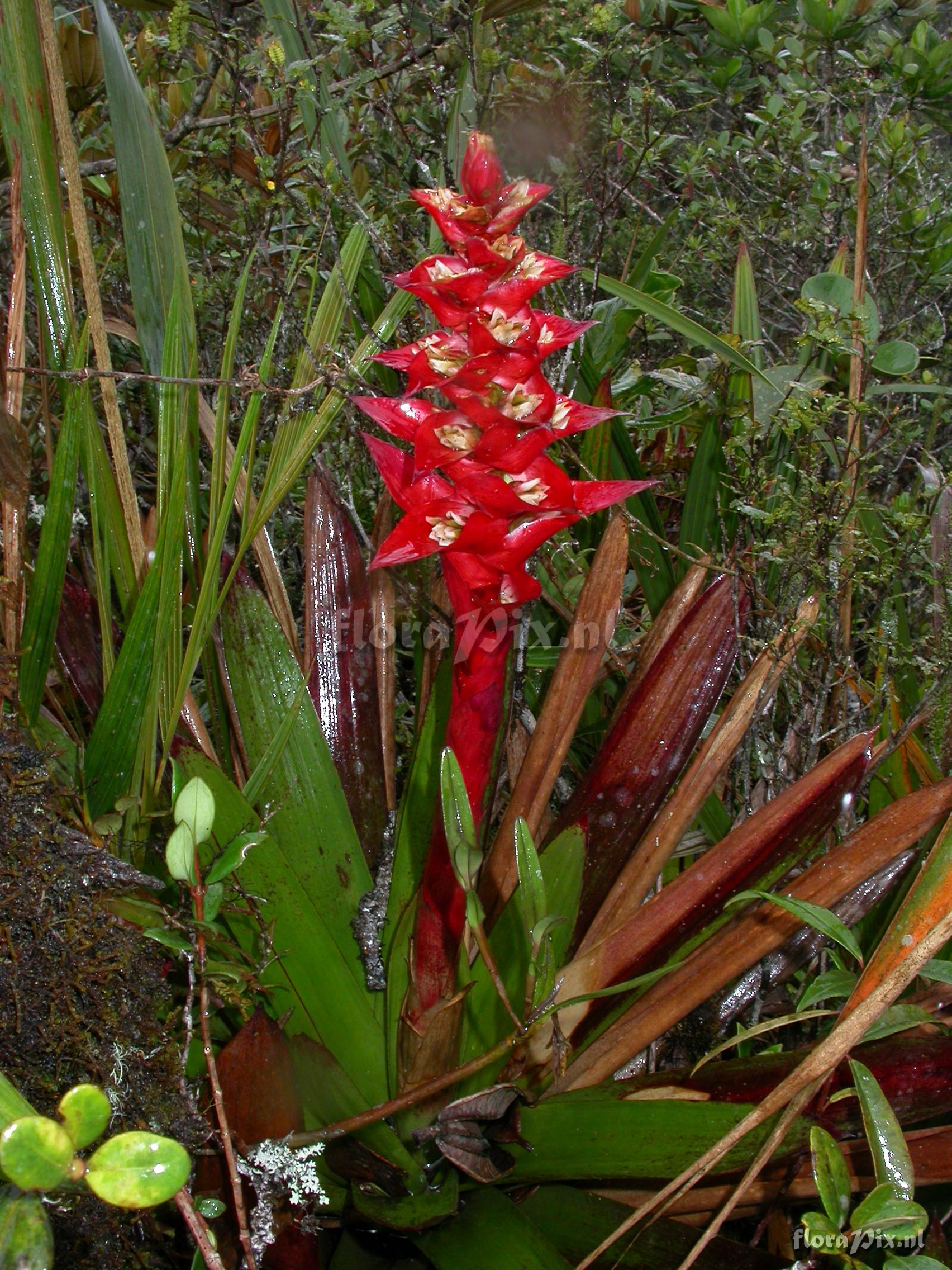 Vriesea rubrobracteata 