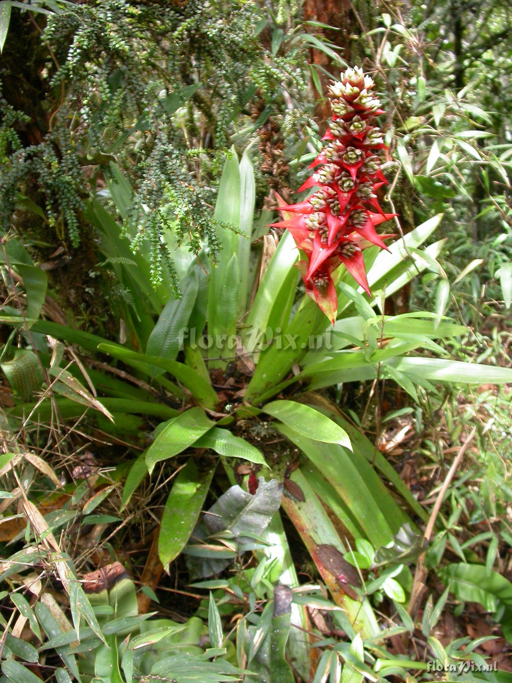 Mezobromelia cf. capituligera 