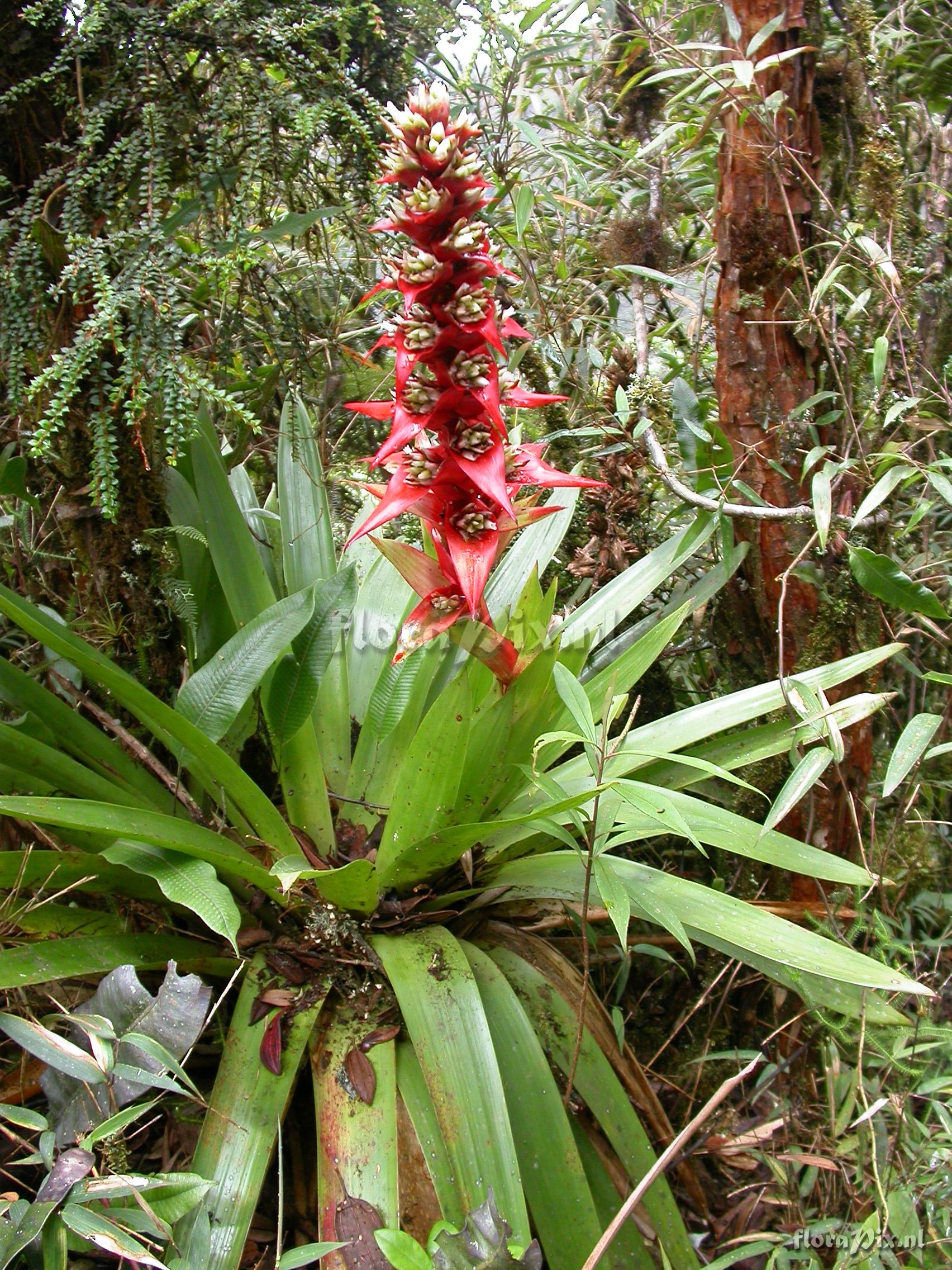 Mezobromelia cf. capituligera 