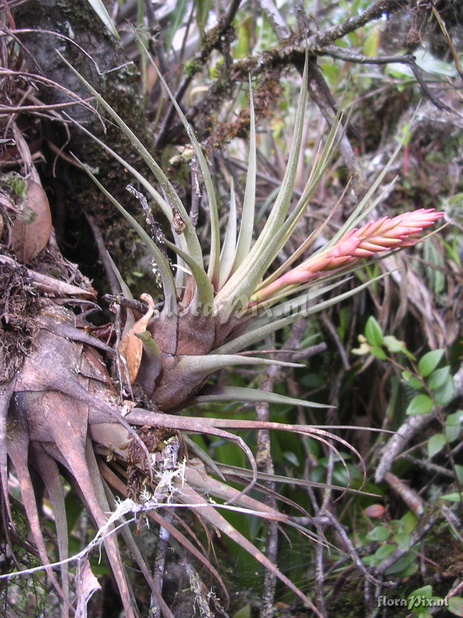 Vriesea fragrans