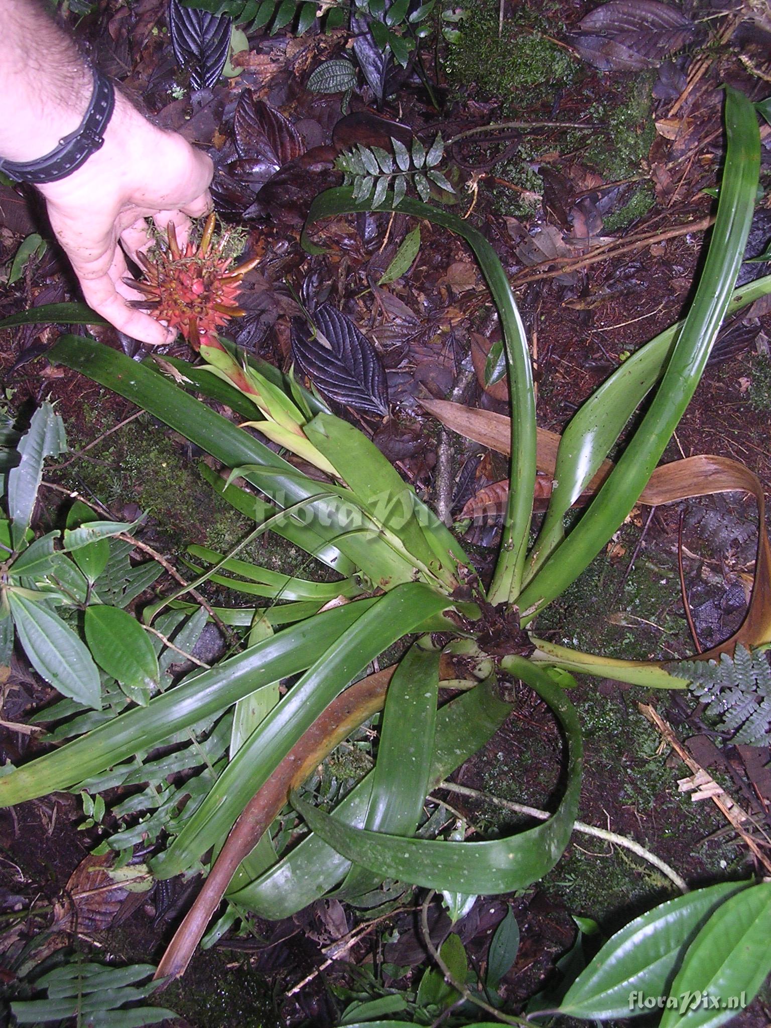 Guzmania bessae Luther