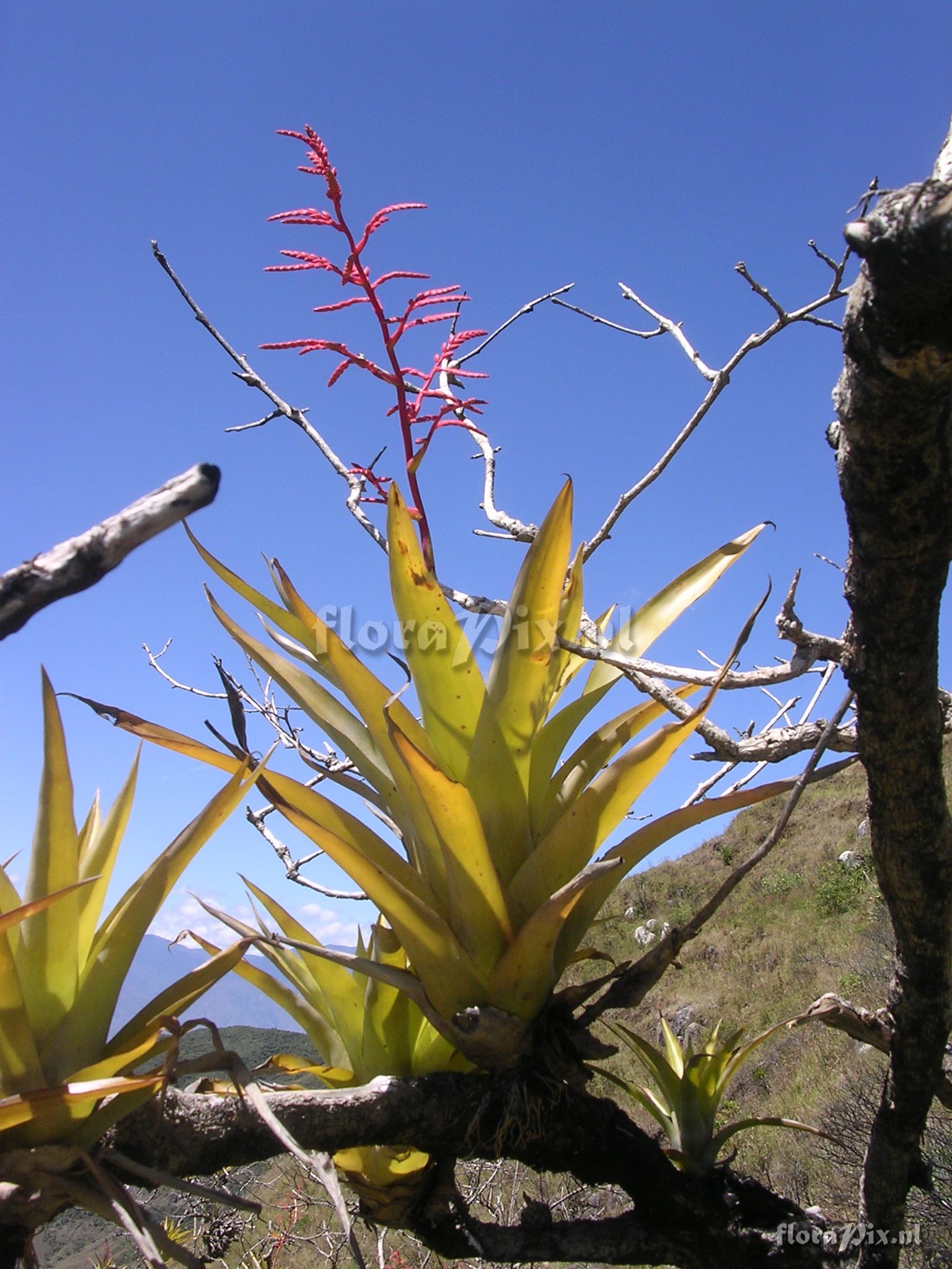 Racinaea multiflora var. tomensis (Benth.) M.A. Spencer & L.B. Sm.