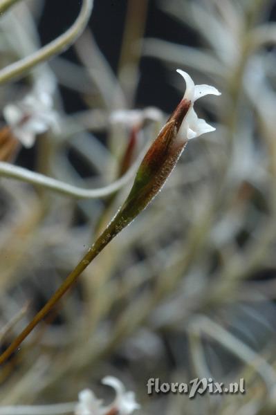 Tillandsia capillaris