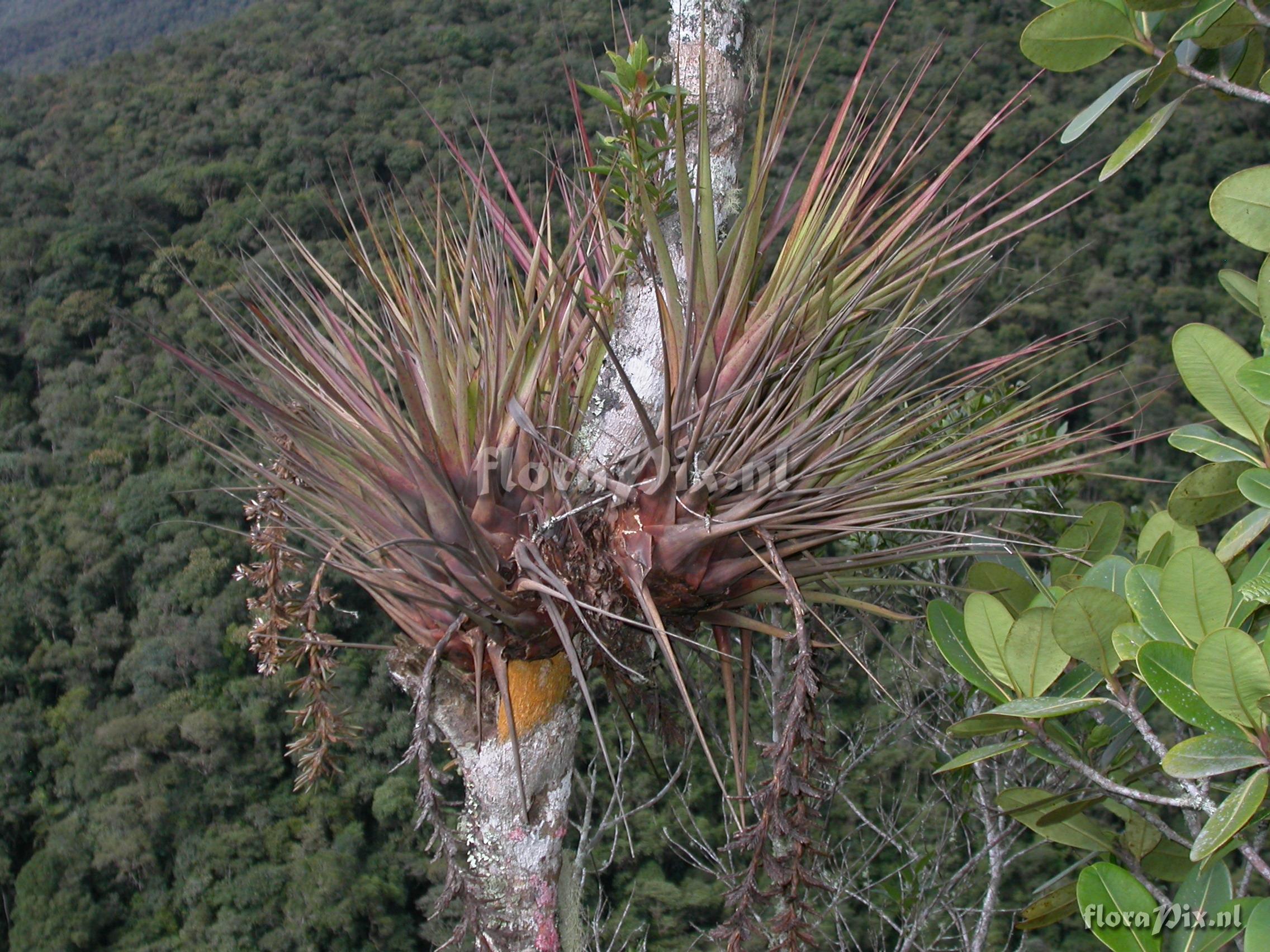 Vriesea appendiculata 